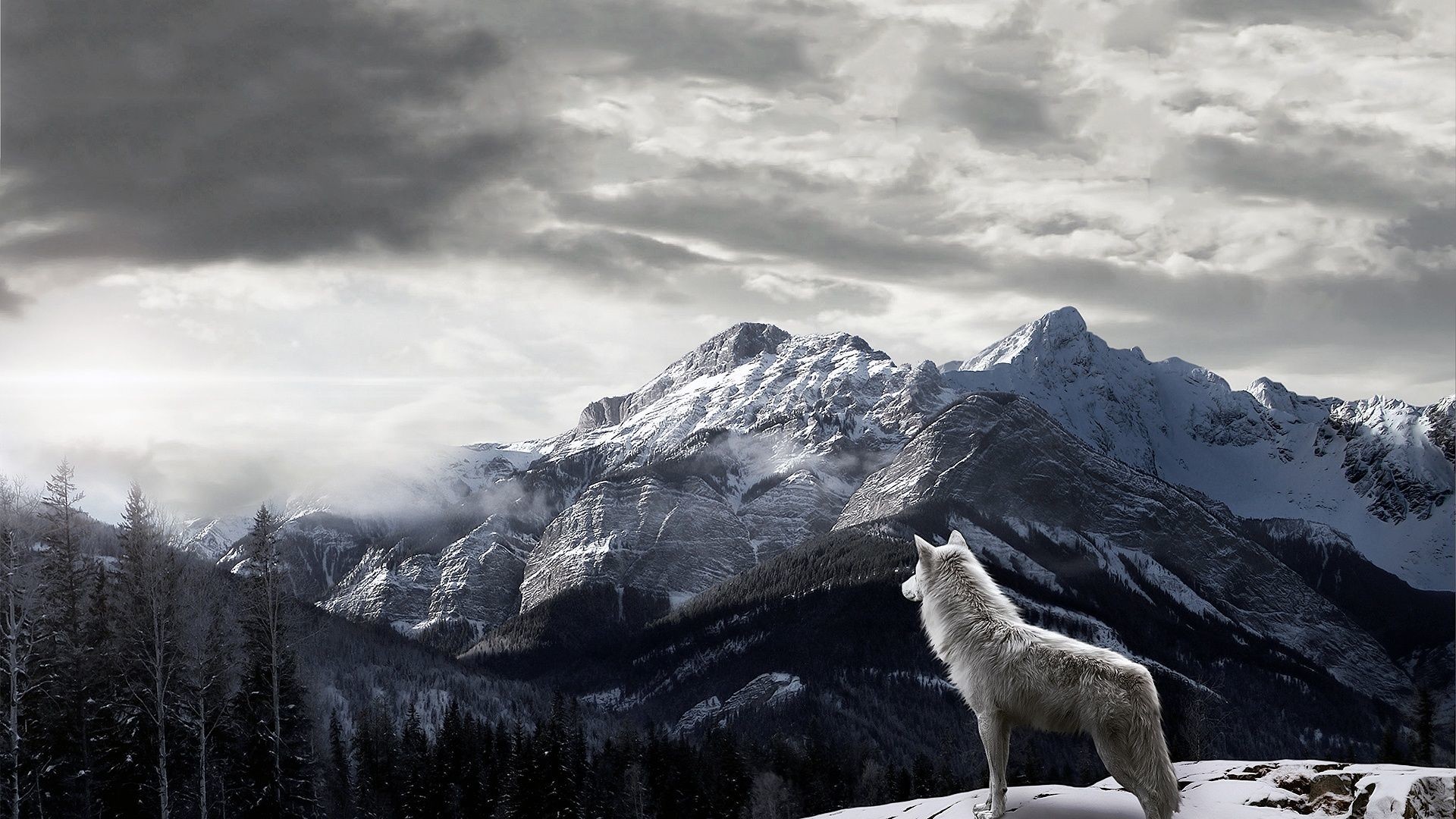 1920x1080 Wolf HD Wallpapers Backgrounds Wallpaper