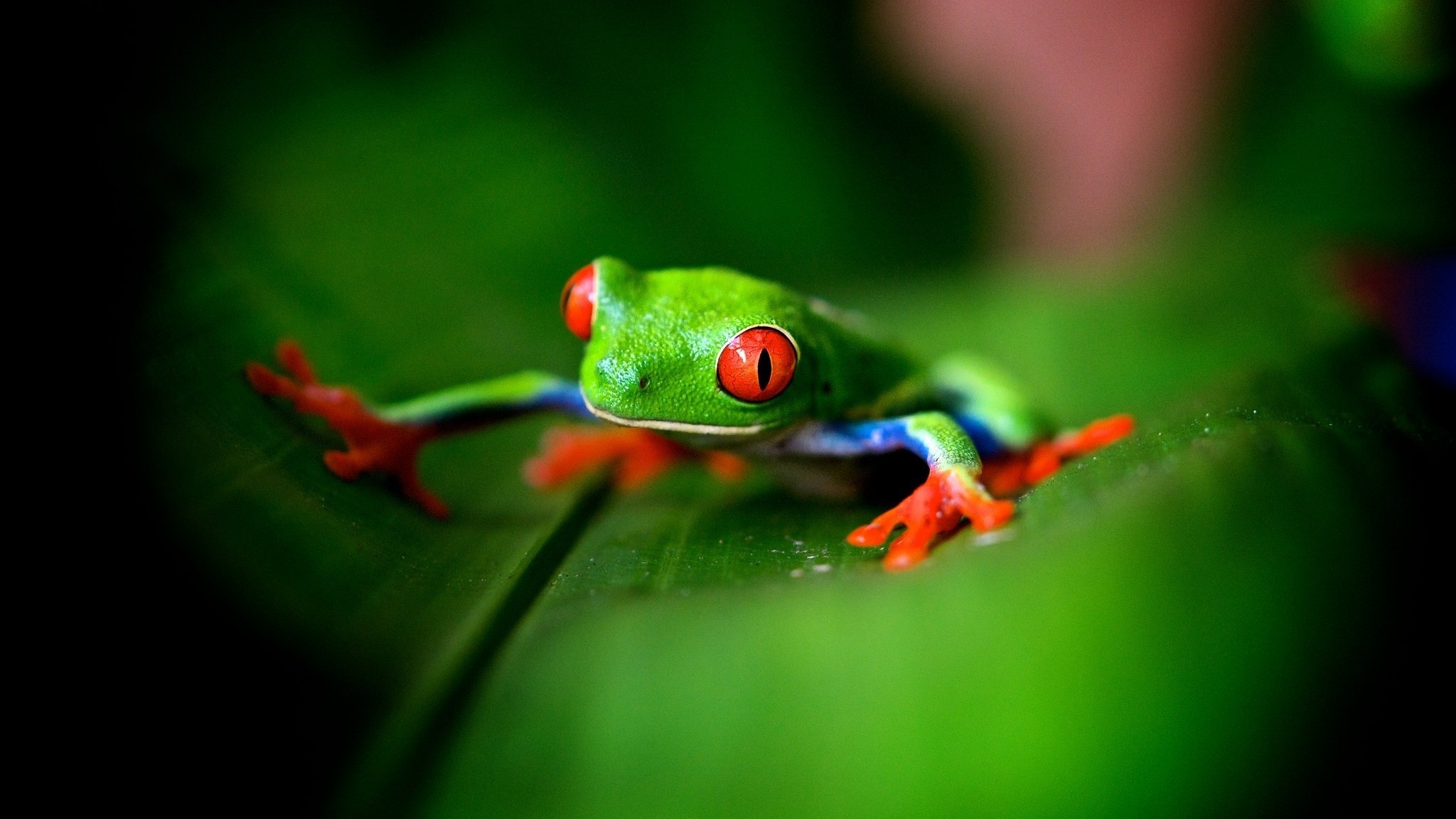2048x1152 Cute Green Frog Wallpapers -  - 429641