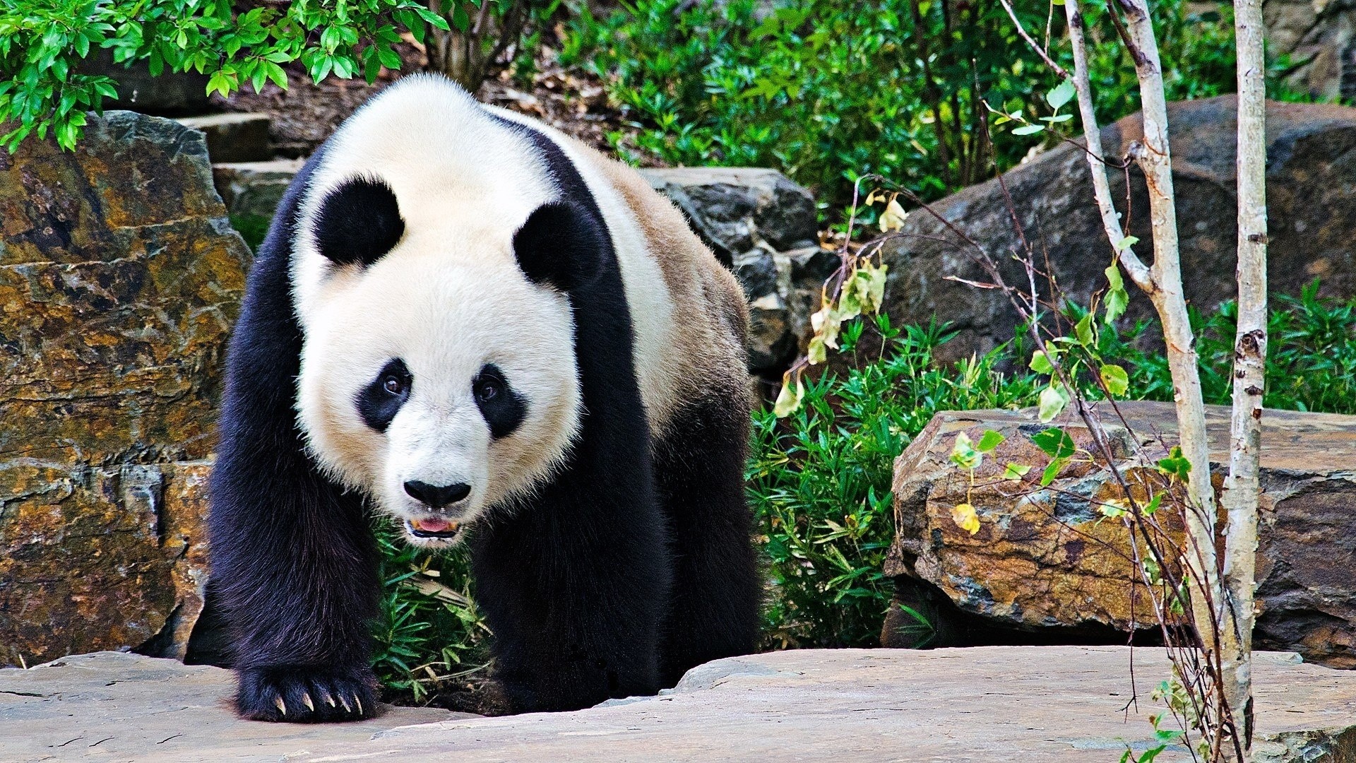 1920x1080 Take a look into this collection of Best Panda Wallpaper For Your Desktop  which can give your desktop a nature and wildlife feel.