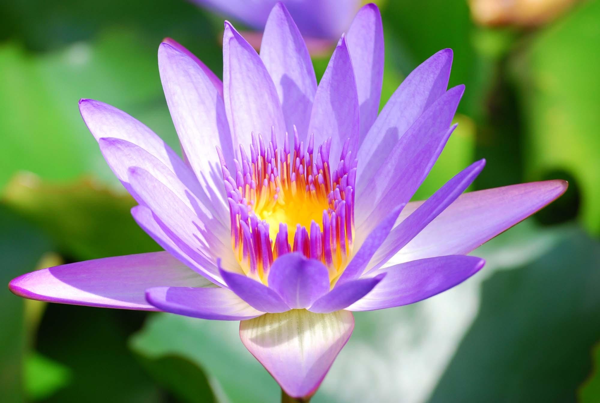 2000x1343 Purple Lotus Flower Wallpapers For Android