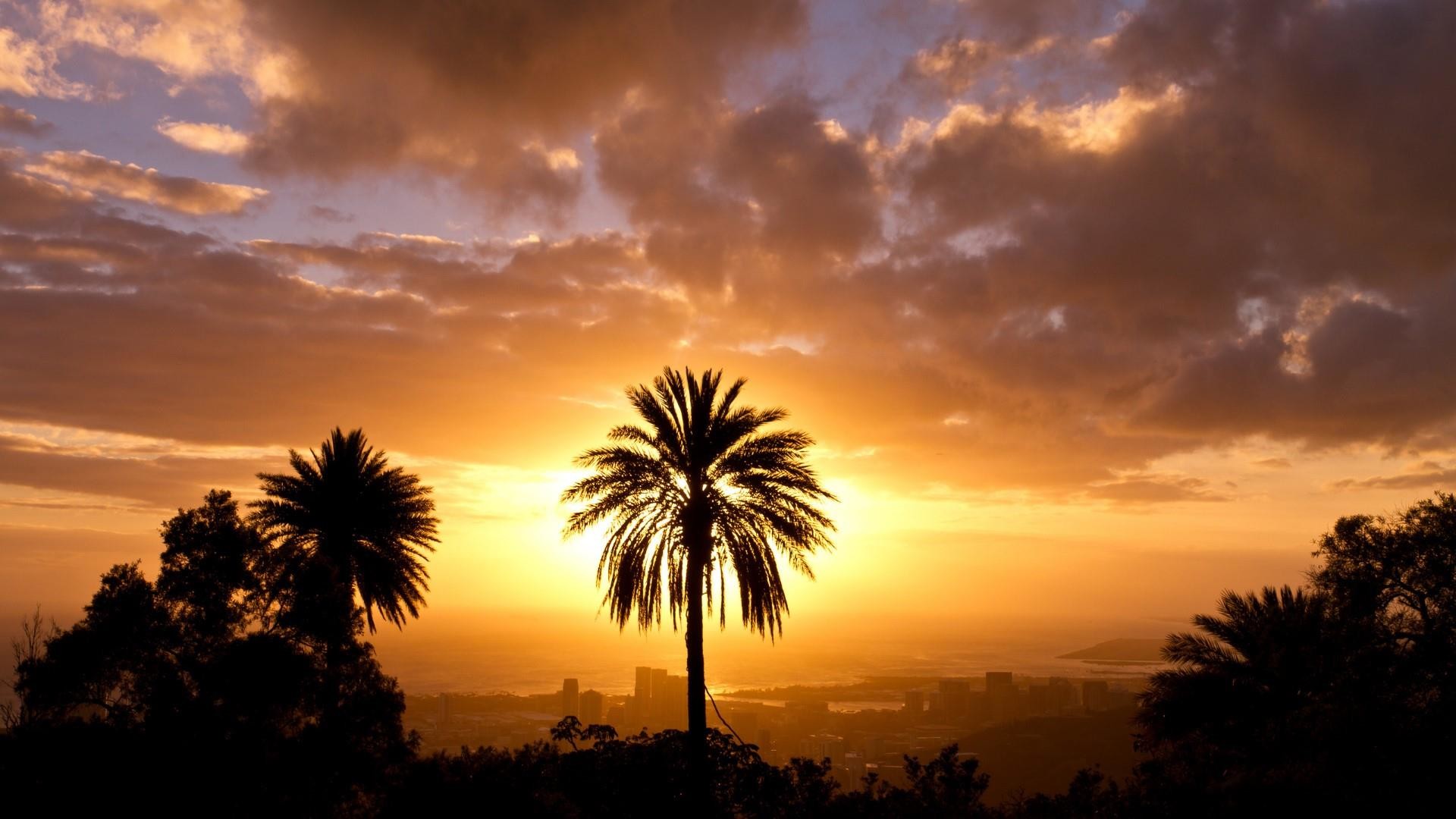 1920x1080 Title. Palm tree silhouette in the sunset