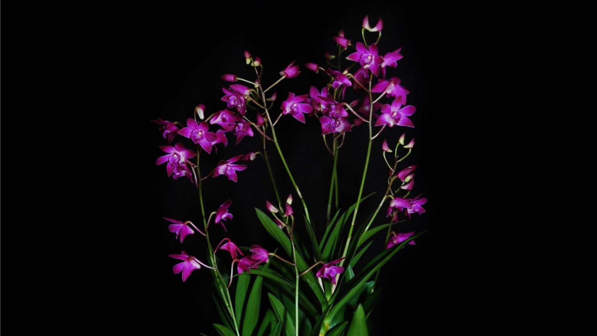 1920x1080 Pleasant Orchid Exotic Black Background Contrast Hd Images Wallpaper