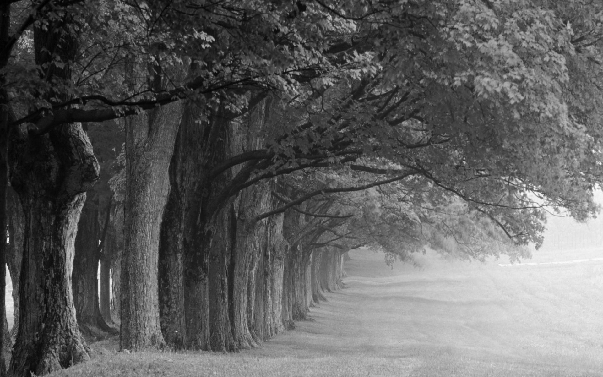 1920x1200 Black and White Tree Photography | File Name : Black And White Tree  Wallpaper