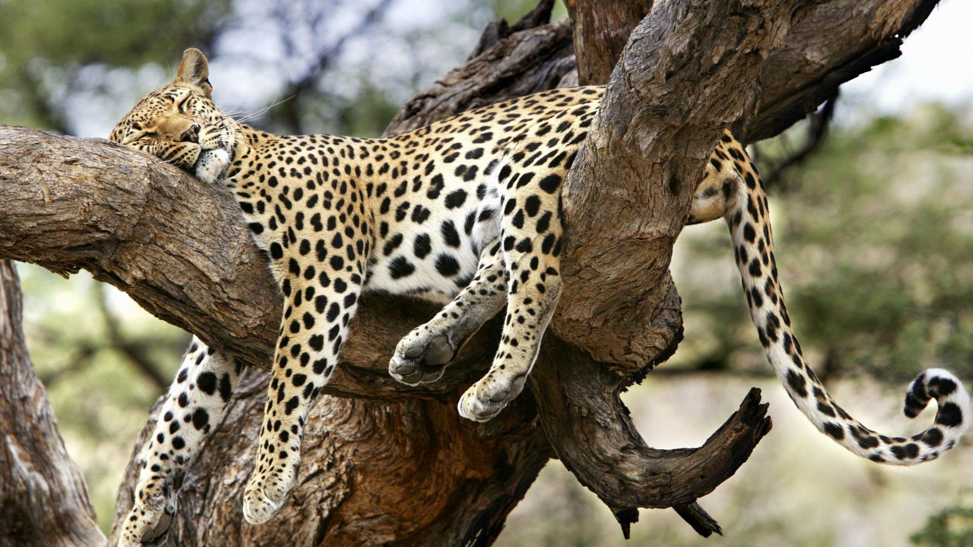 1920x1080 Leopard - Wallpapers,Backgrounds,Pictures,Photos,Laptop Wallpapers