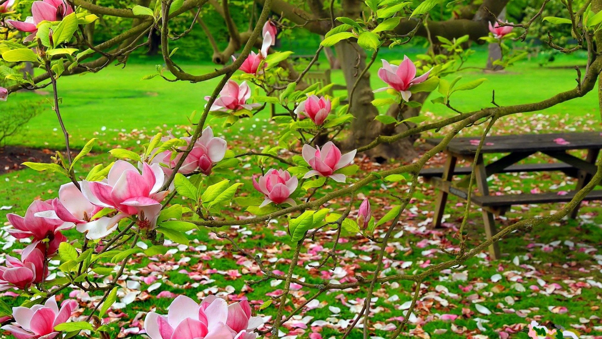 1920x1080 Spring Tag - Magnolia Slope Green Pretty Lovely Tree Leaves Pink Bench  Forest Branches Relax Beautiful