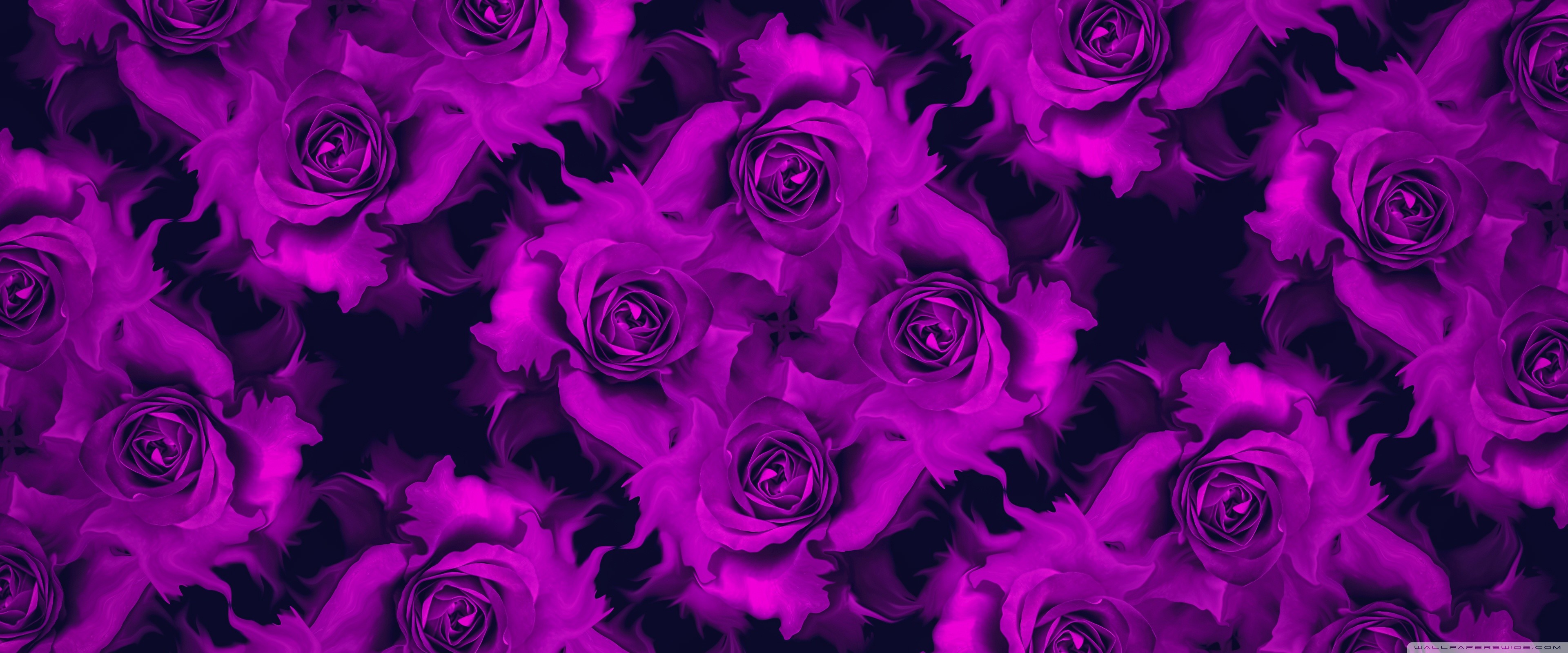 Violet Rose Wallpaper (60+ images)