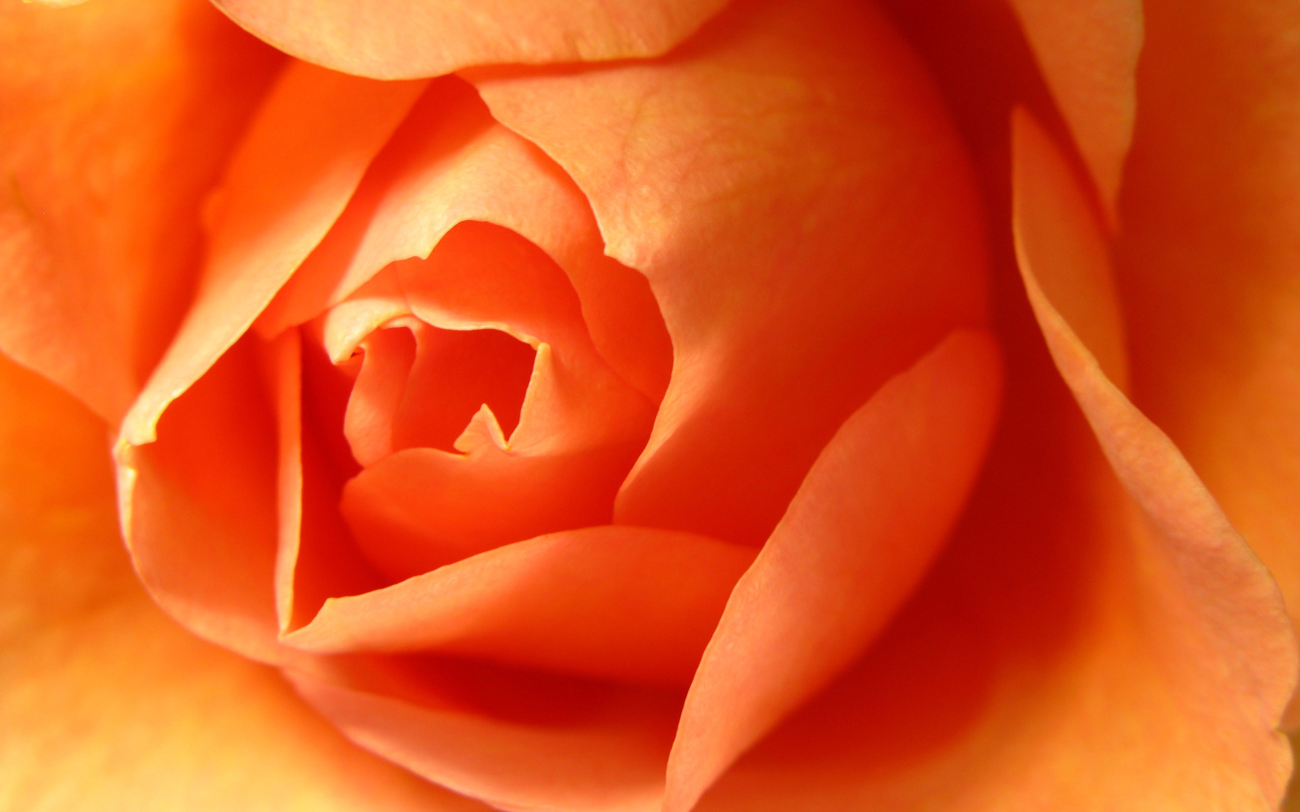2560x1600 Color images Orange Flowers HD wallpaper and background photos