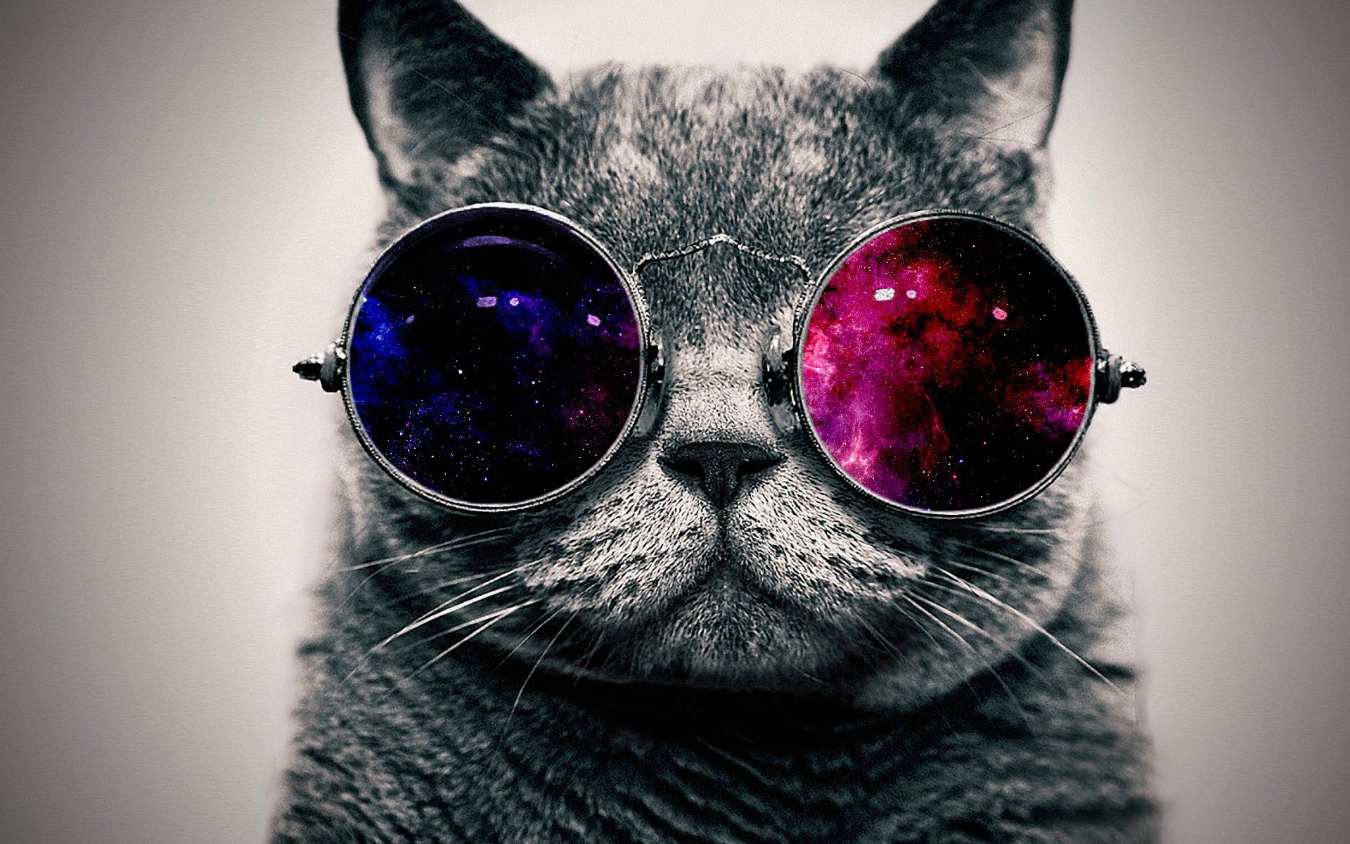 1920x1200 Awesome Cat Background