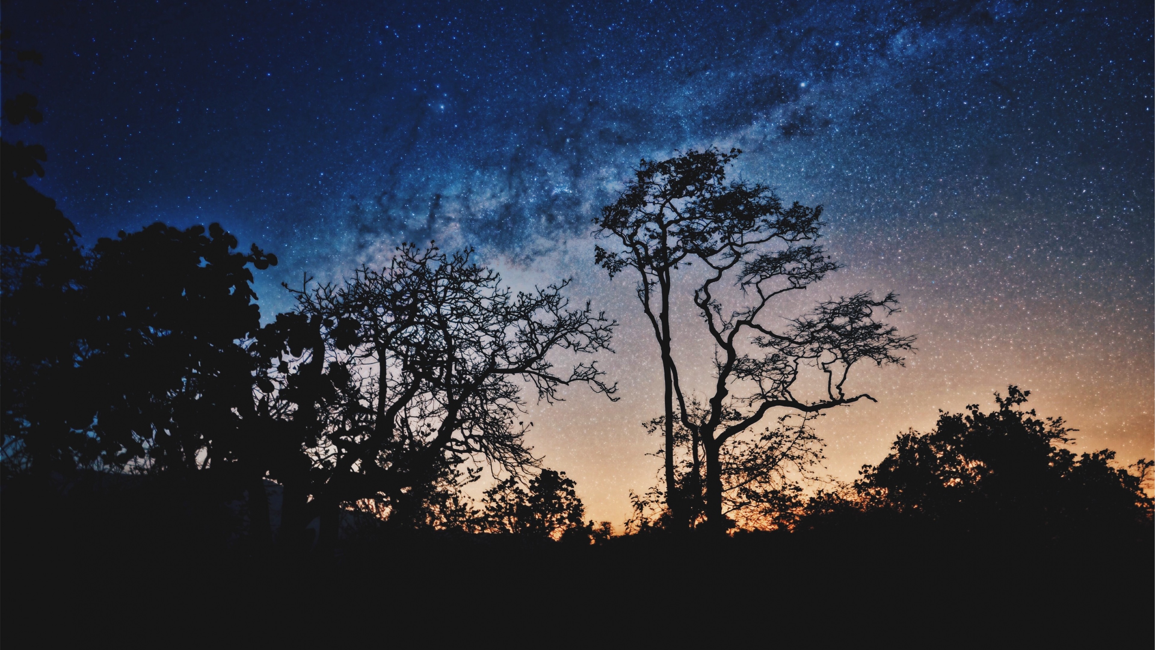 3840x2160  Wallpaper trees, night, stars, sky