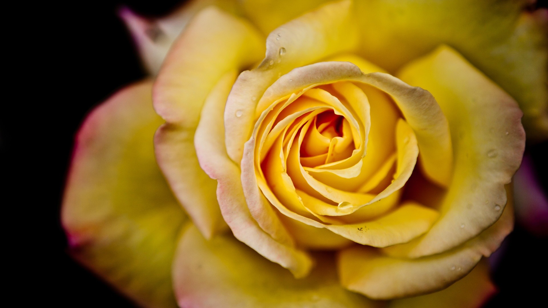 1920x1080 Yellow Rose Backgrounds (45 Wallpapers)
