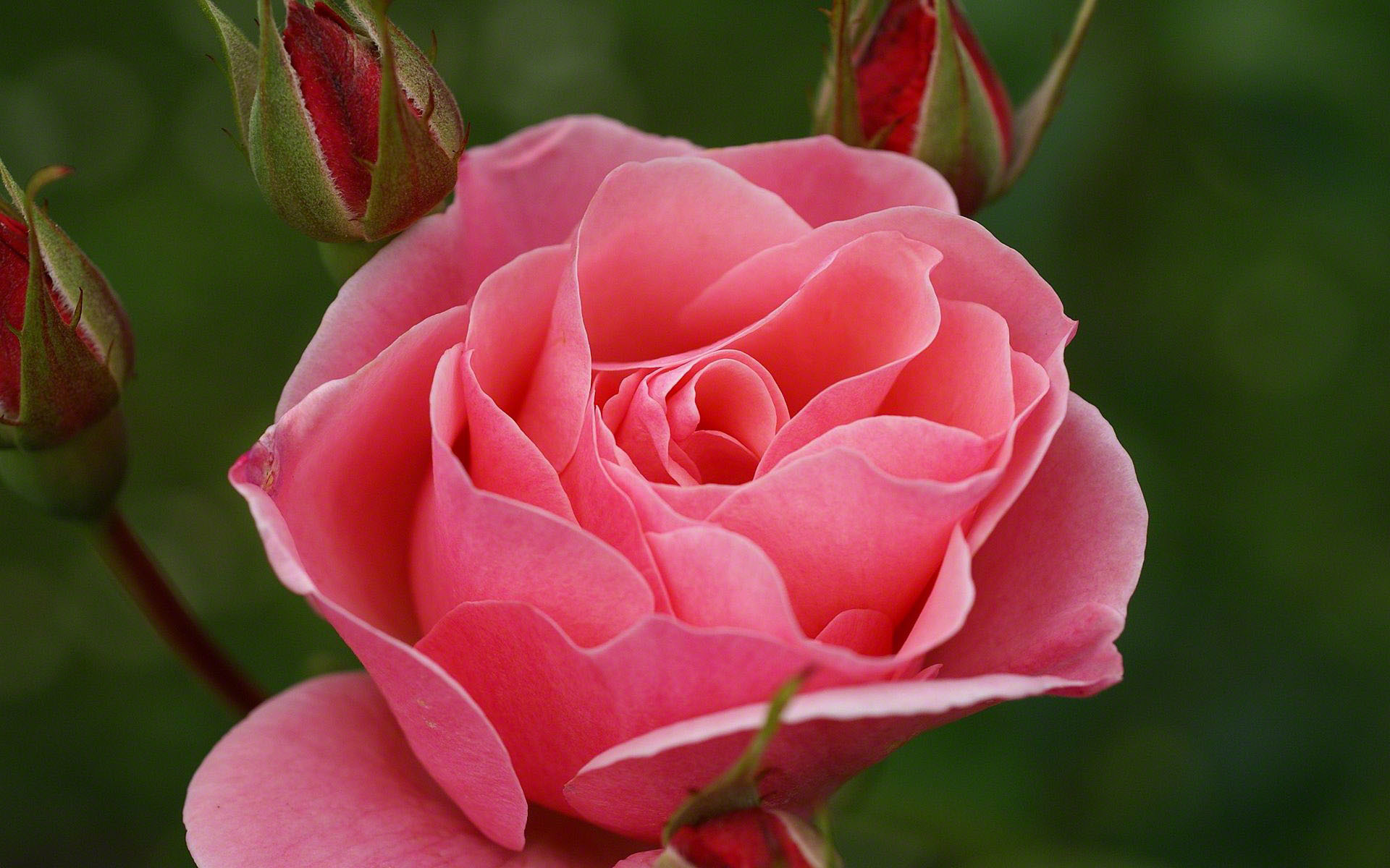 1920x1200 pink rose