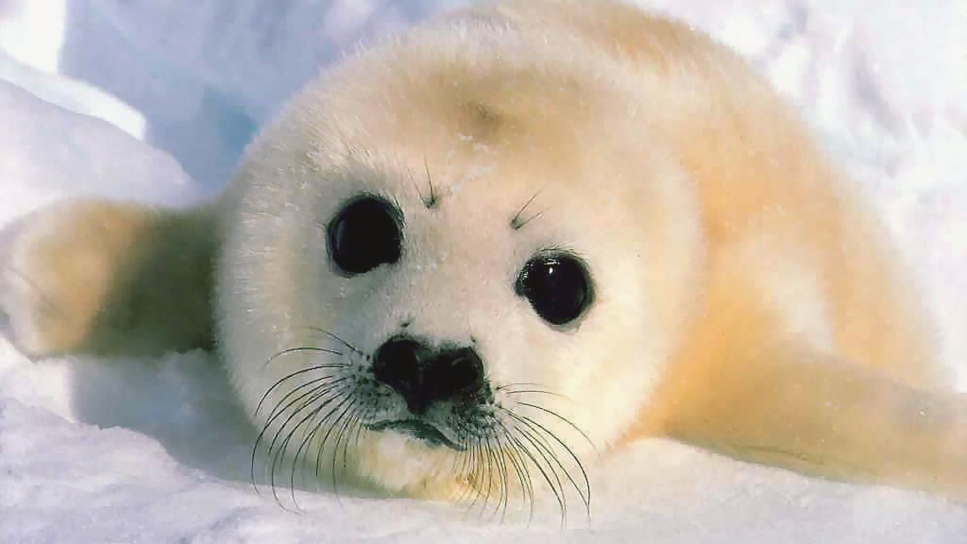 1920x1080 Images of Baby Seal Hd Wallpapers - #SC ...