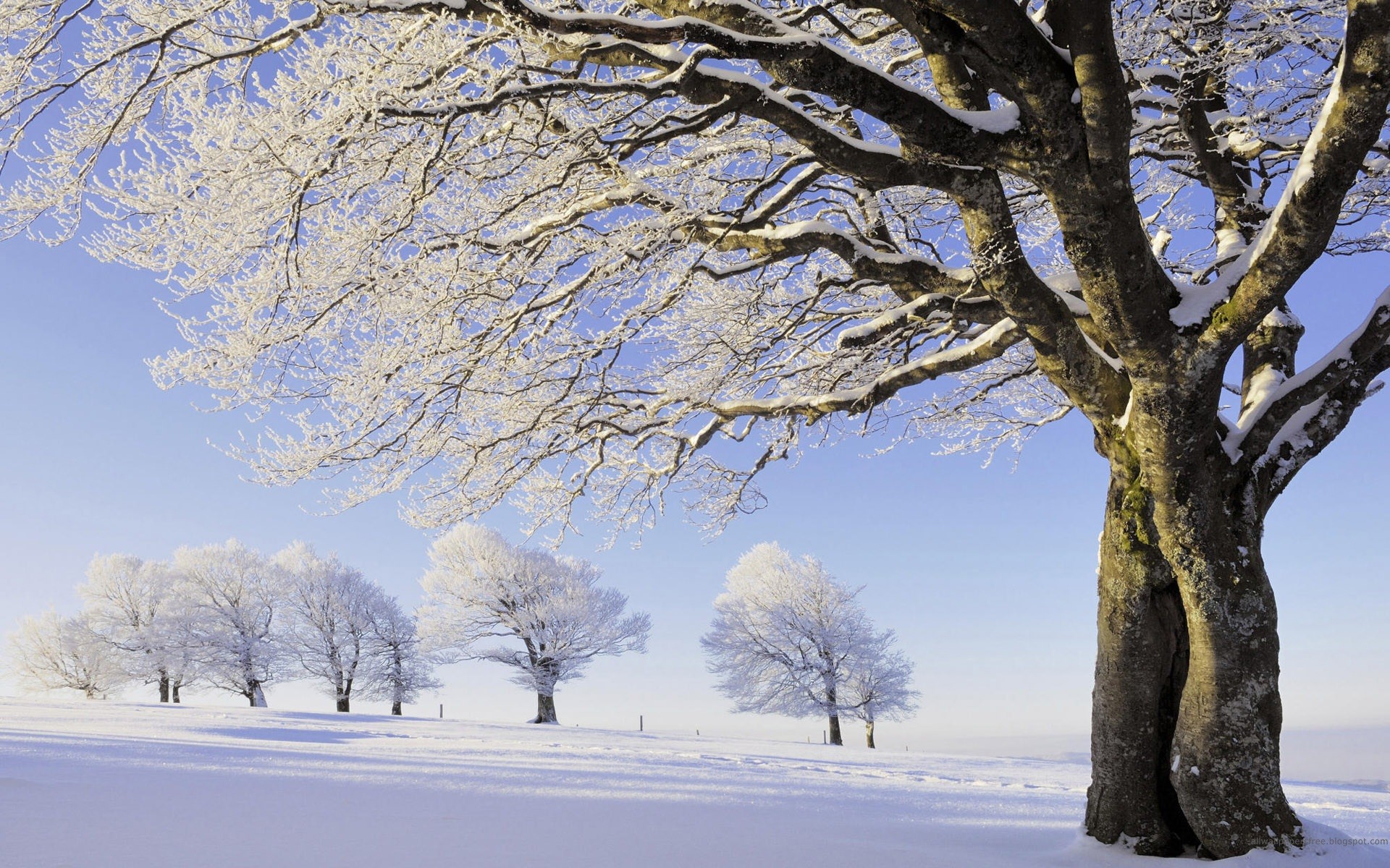 1920x1200 Winter Trees wallpapers and stock photos