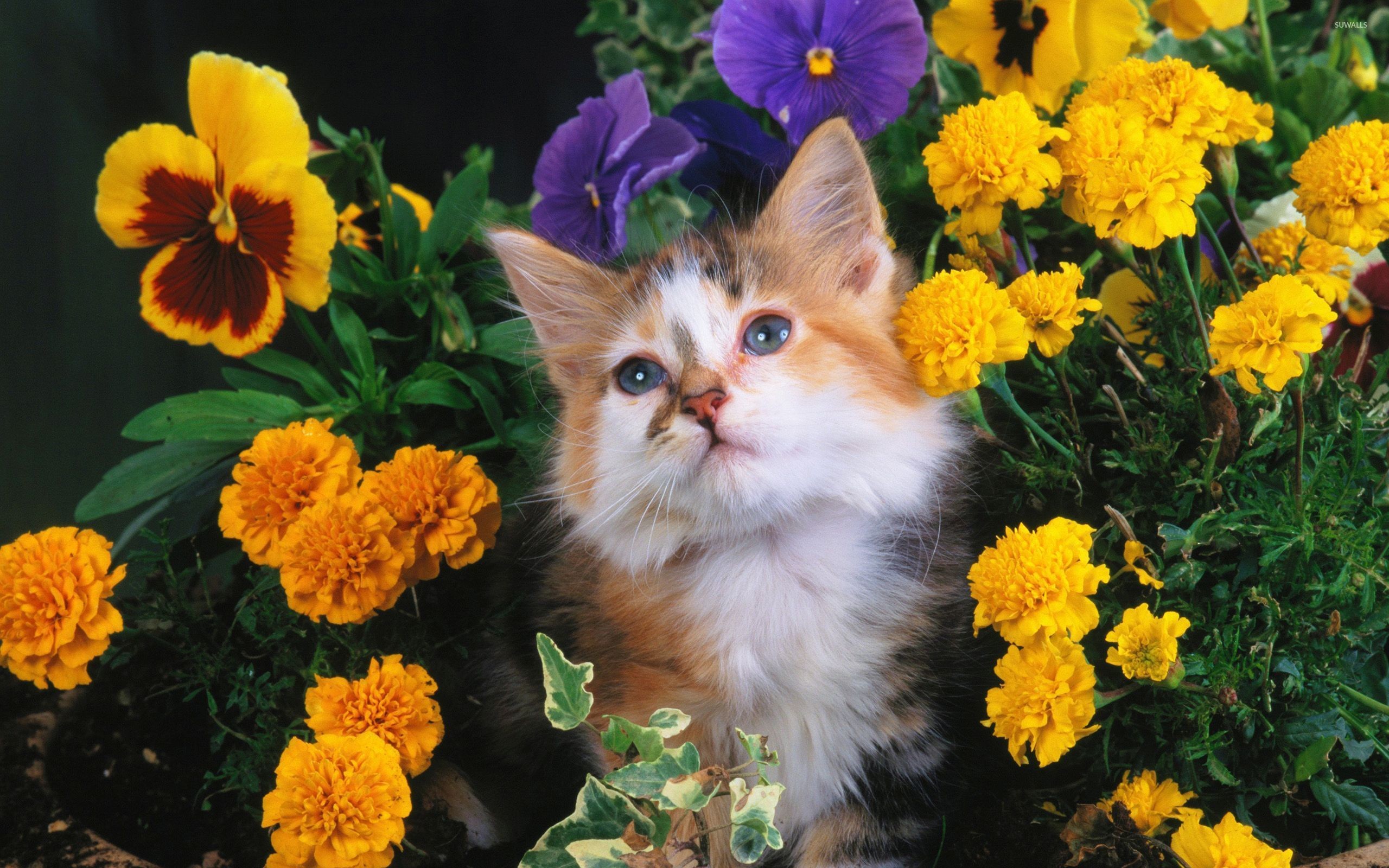 2560x1600 Cat between flowers wallpaper  jpg