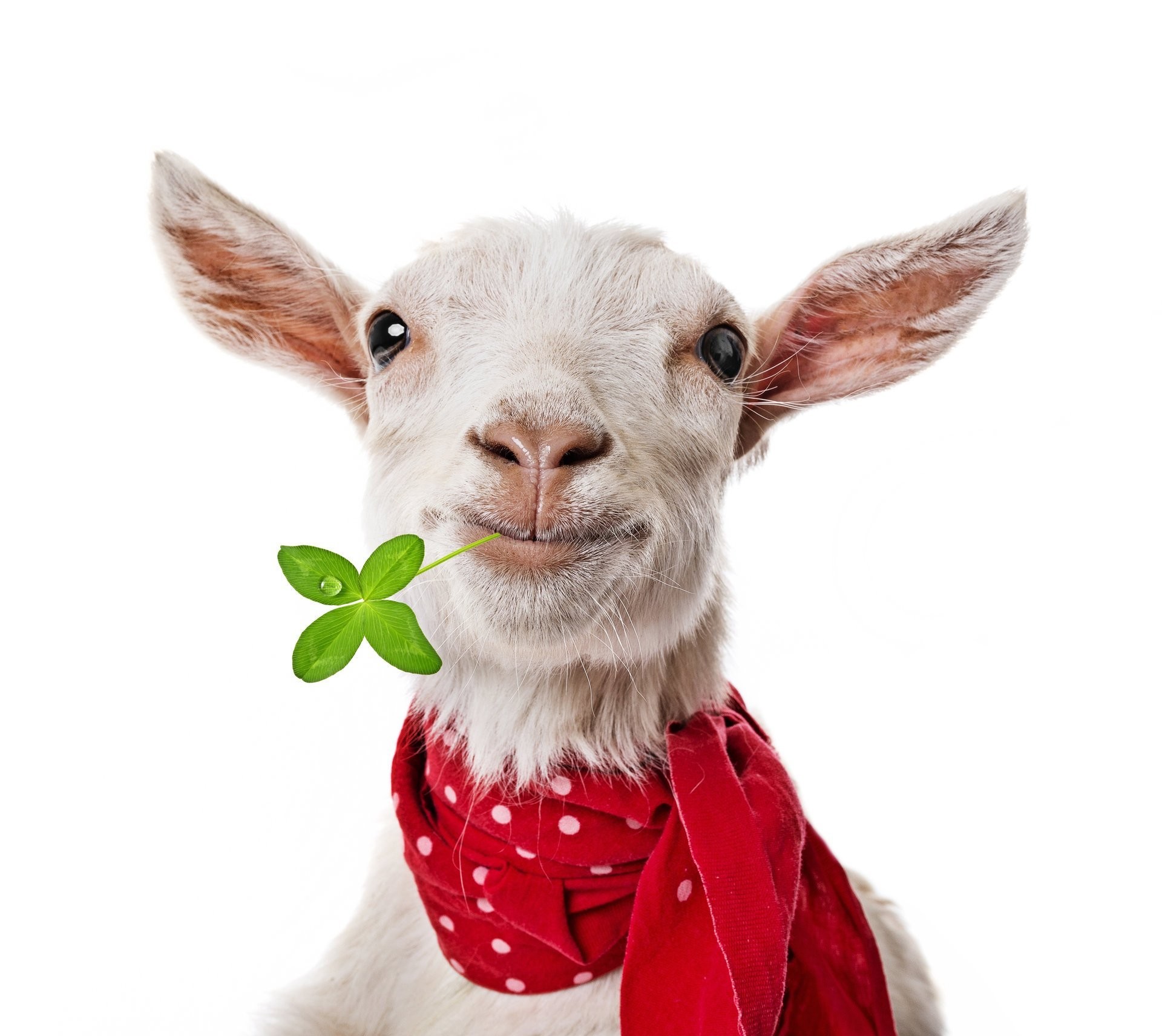 1920x1712 goat goat scarf clover face