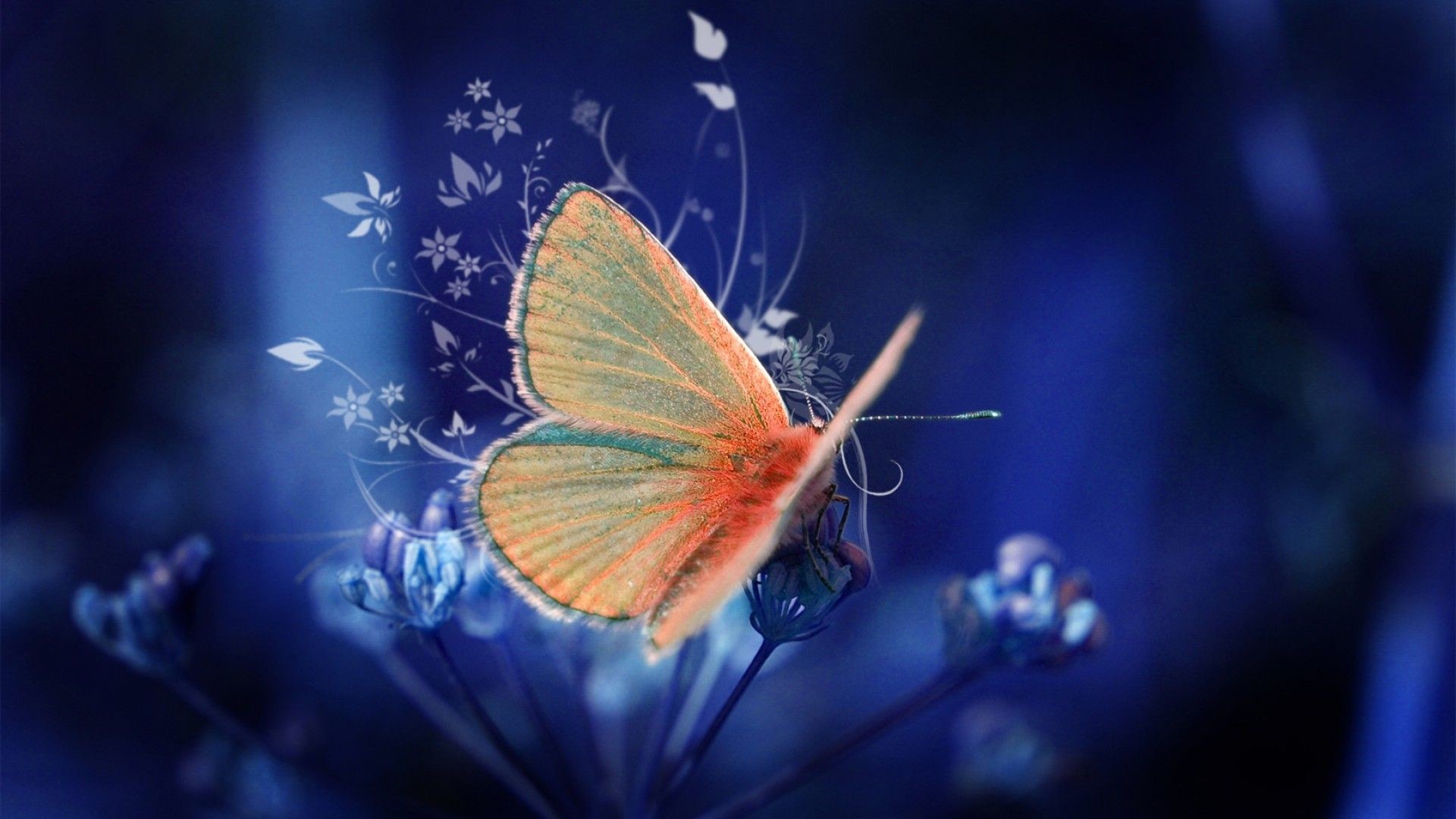 1920x1080 Blue butterfly