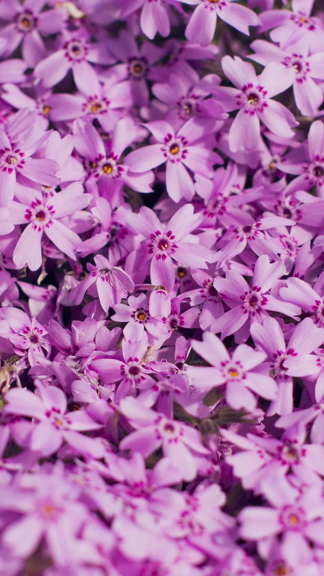 1080x1920 Violet Flower Natur FrÃ¼hling blÃ¼hen iPhone 8 Plus Wallpaper