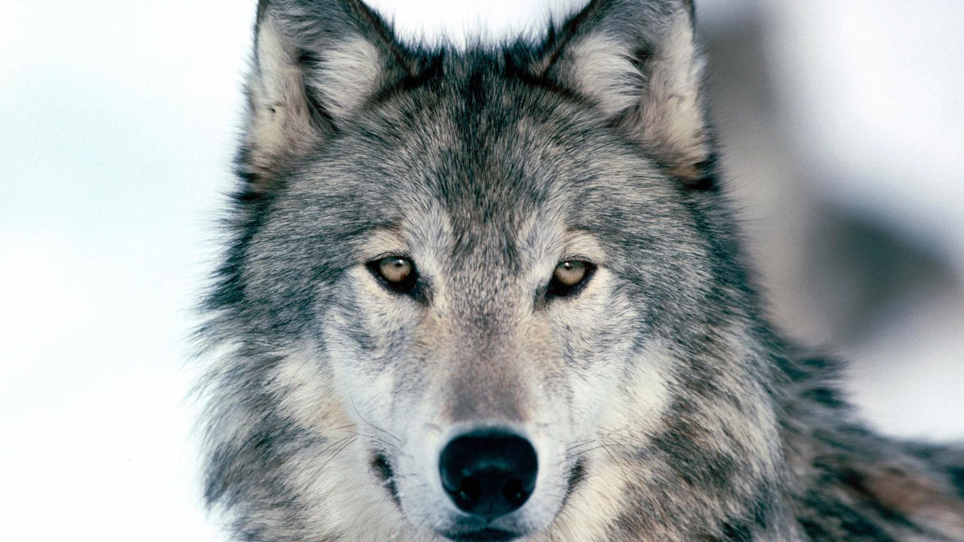 1920x1080 Preview wallpaper wolf, winter, snow, face, eyes, predator 
