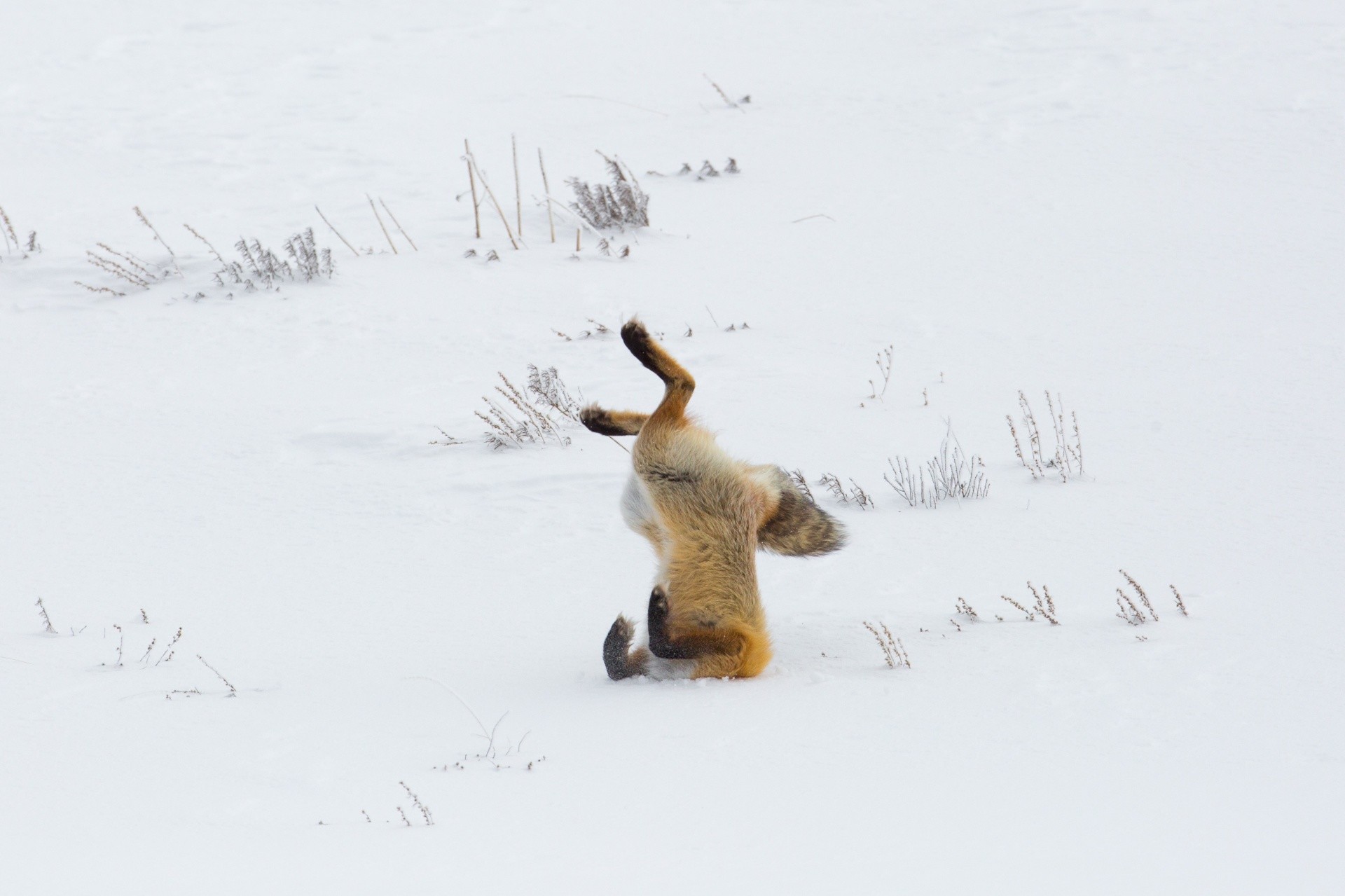 1920x1279 red fox,wildlife,winter,snow,nature,public domain,