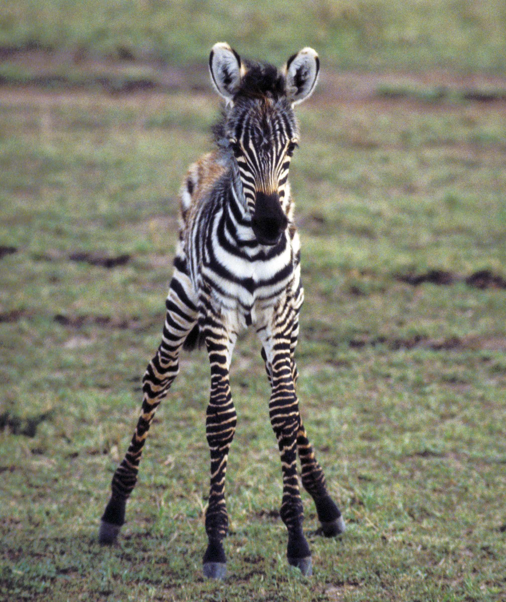 2015x2400 Baby zebra running - photo#27
