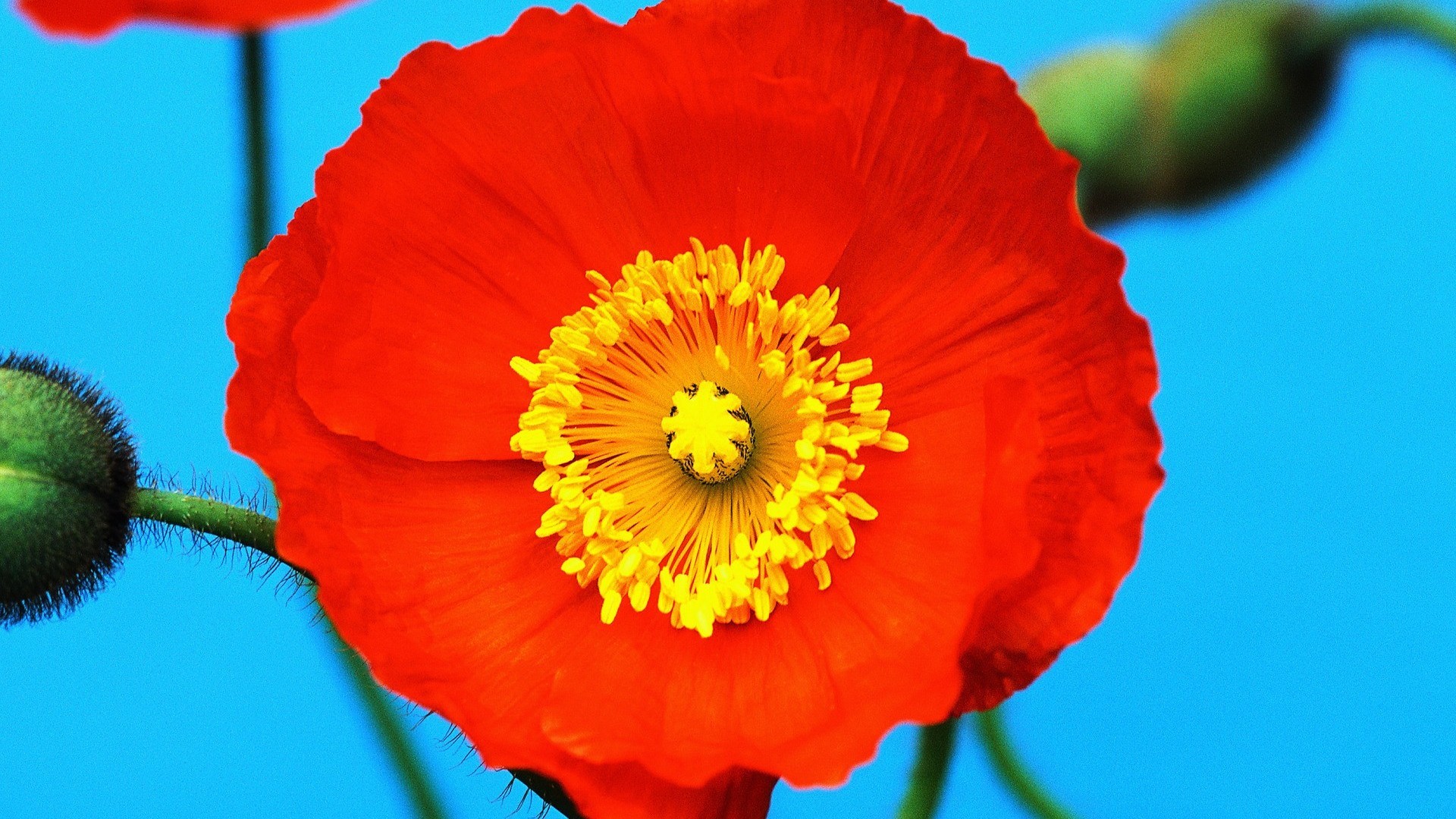 1920x1080 Poppy flower HD Wallpaper  Poppy ...
