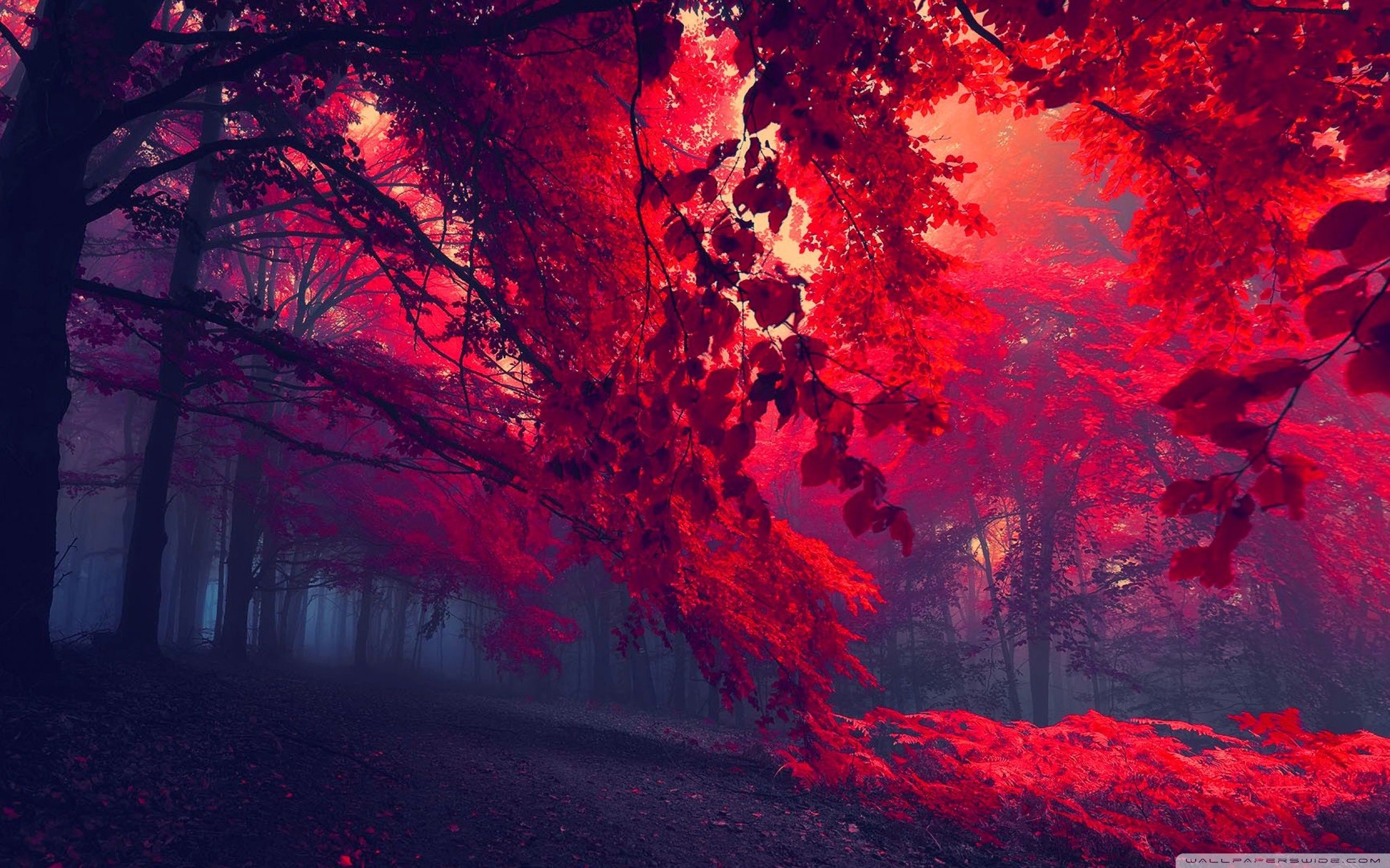 2560x1600  Red Forest â¤ 4K HD Desktop Wallpaper for 4K Ultra HD TV • Dual .