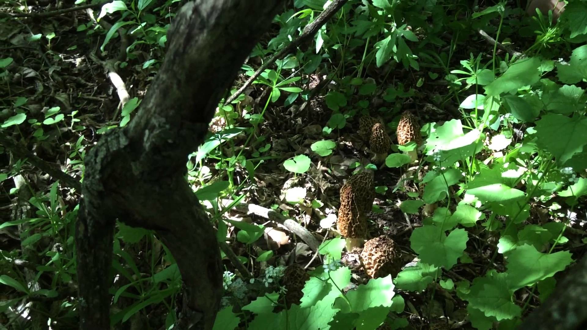 1920x1080 Morel Mushroom hunting finds 3lb cache near sullivan wisconsin spring 2014