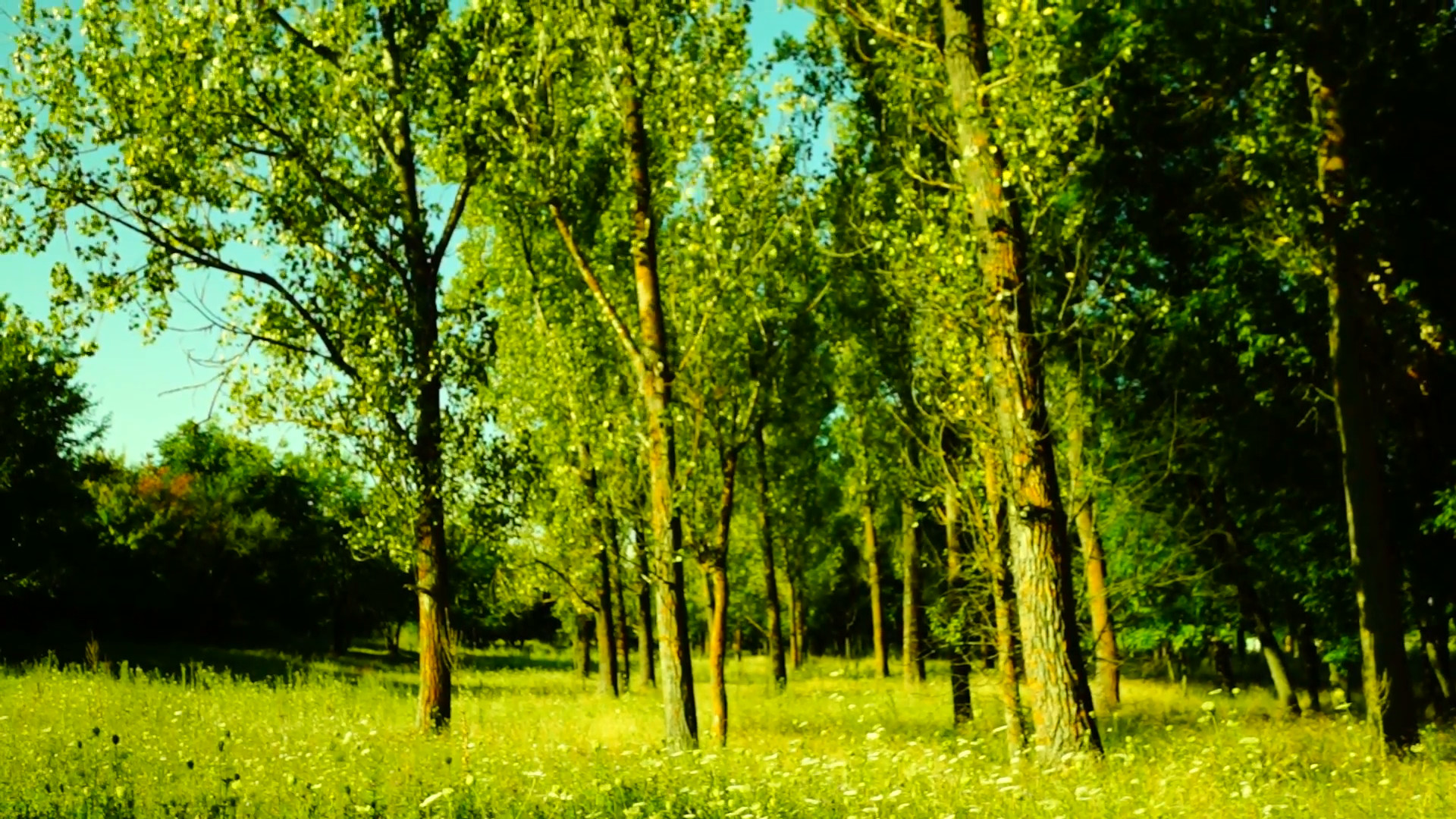 1920x1080 Grove,woods forest, trees background, green nature landscape,august, pan  Stock Video Footage - VideoBlocks
