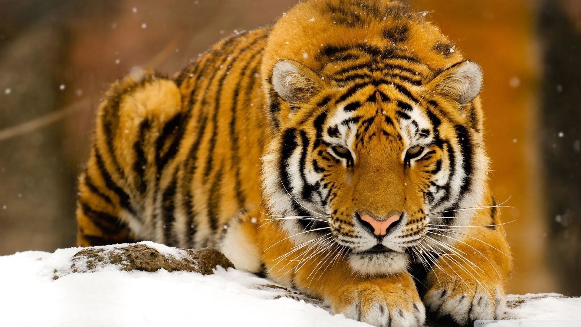1920x1080 Siberian Tiger in the snow wallpaper