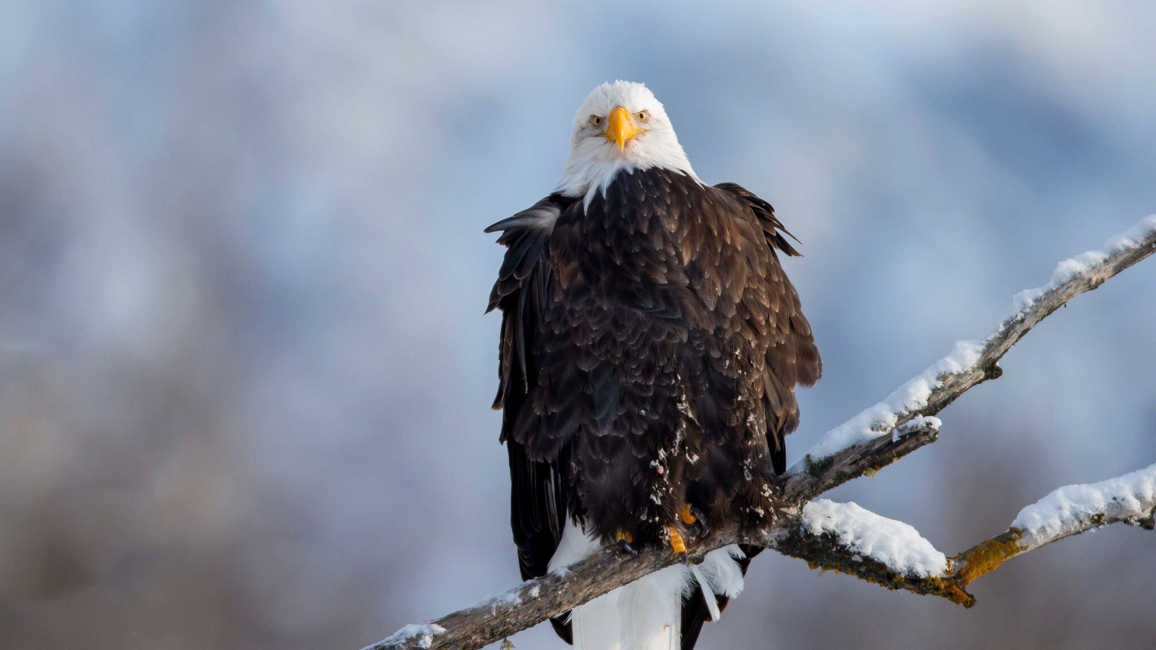 3840x2160  Wallpaper eagle, vulture, branch, snow, bird