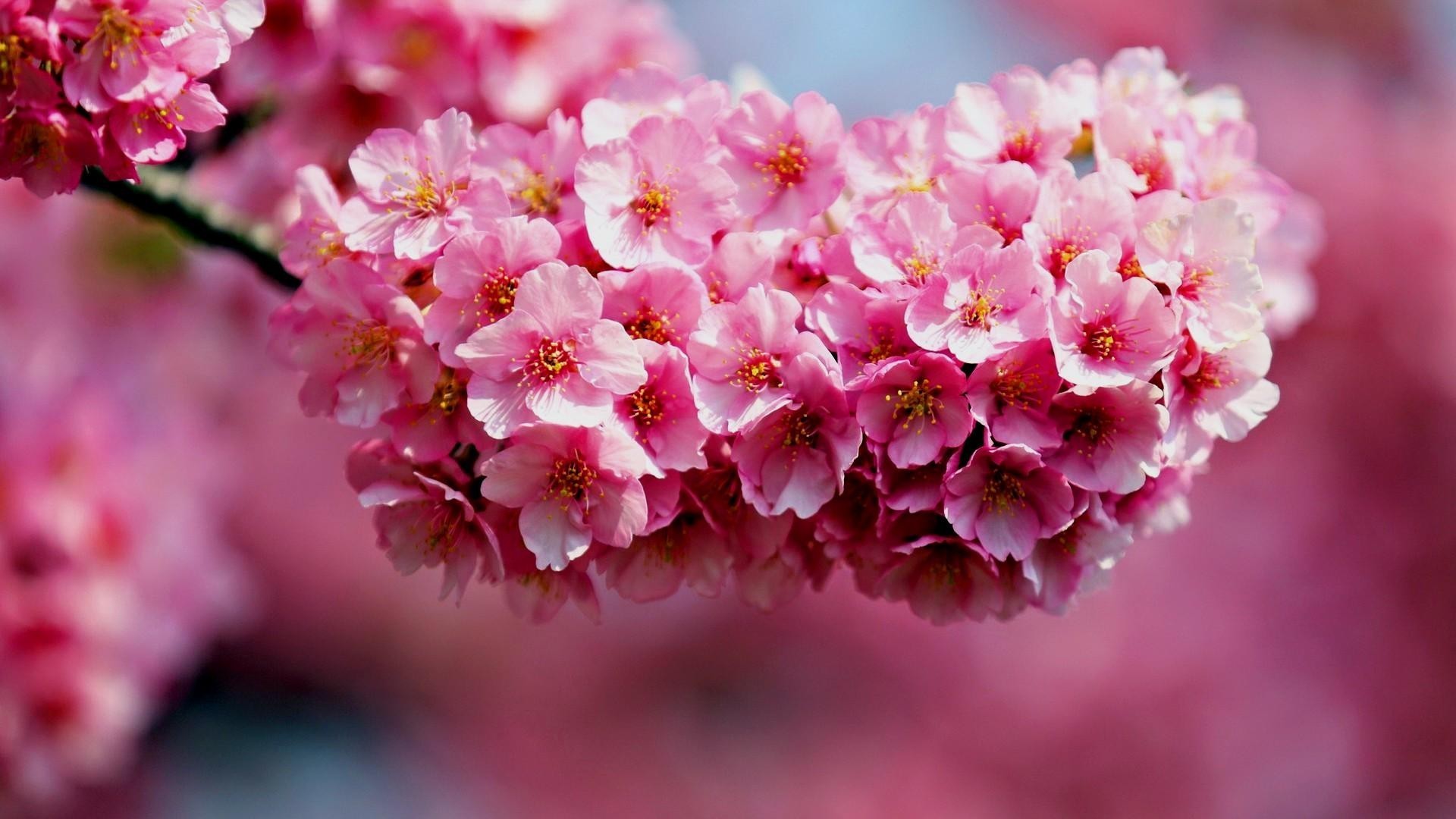 Flower Computer Background 49 Images Flower Computer Background 49 Images