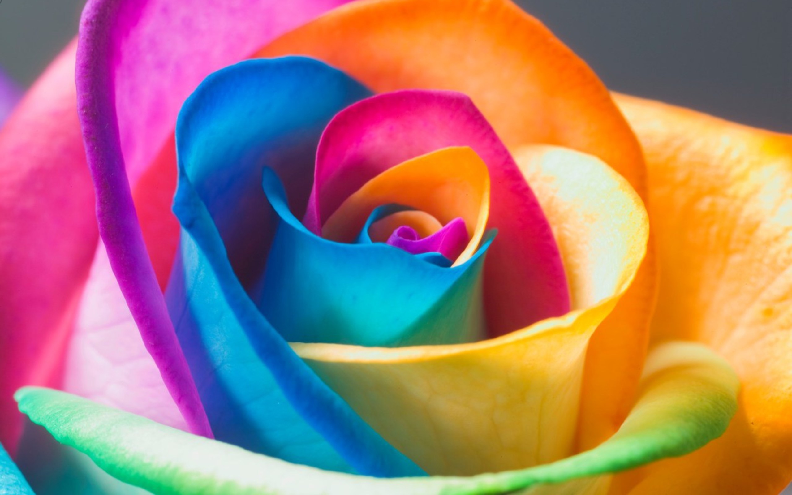 2560x1600 Colorful-Flowers-Rose-Wallpaper