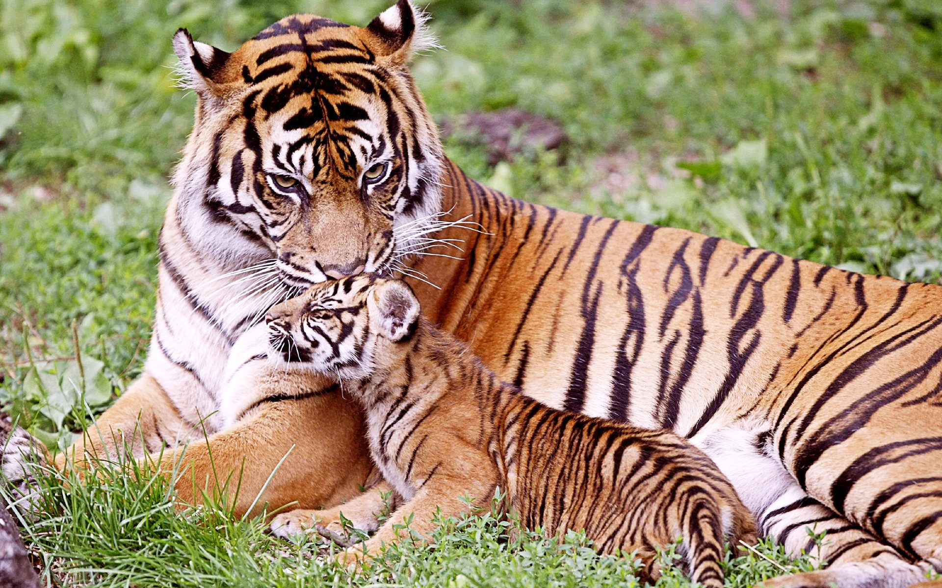 1920x1200 Tiger & Baby Tiger