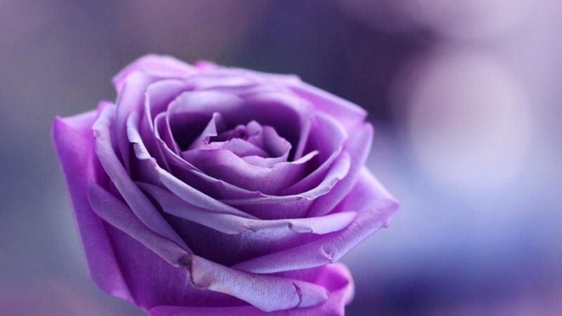 1920x1080 Purple Roses Background - Wallpaper, High Definition, High Quality .