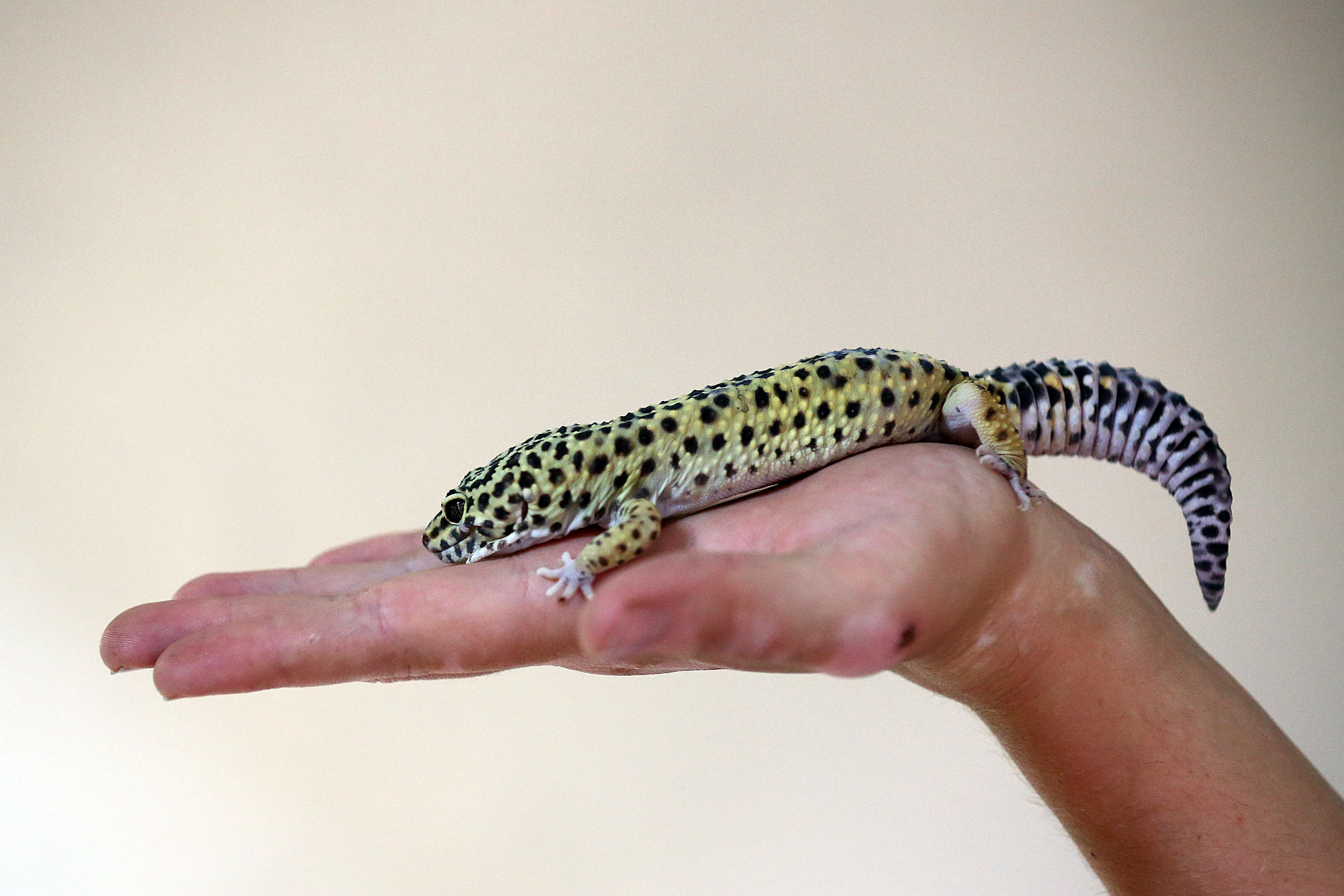 3000x2000 But let's get this out of the way: the leopard gecko is still weird as hell.