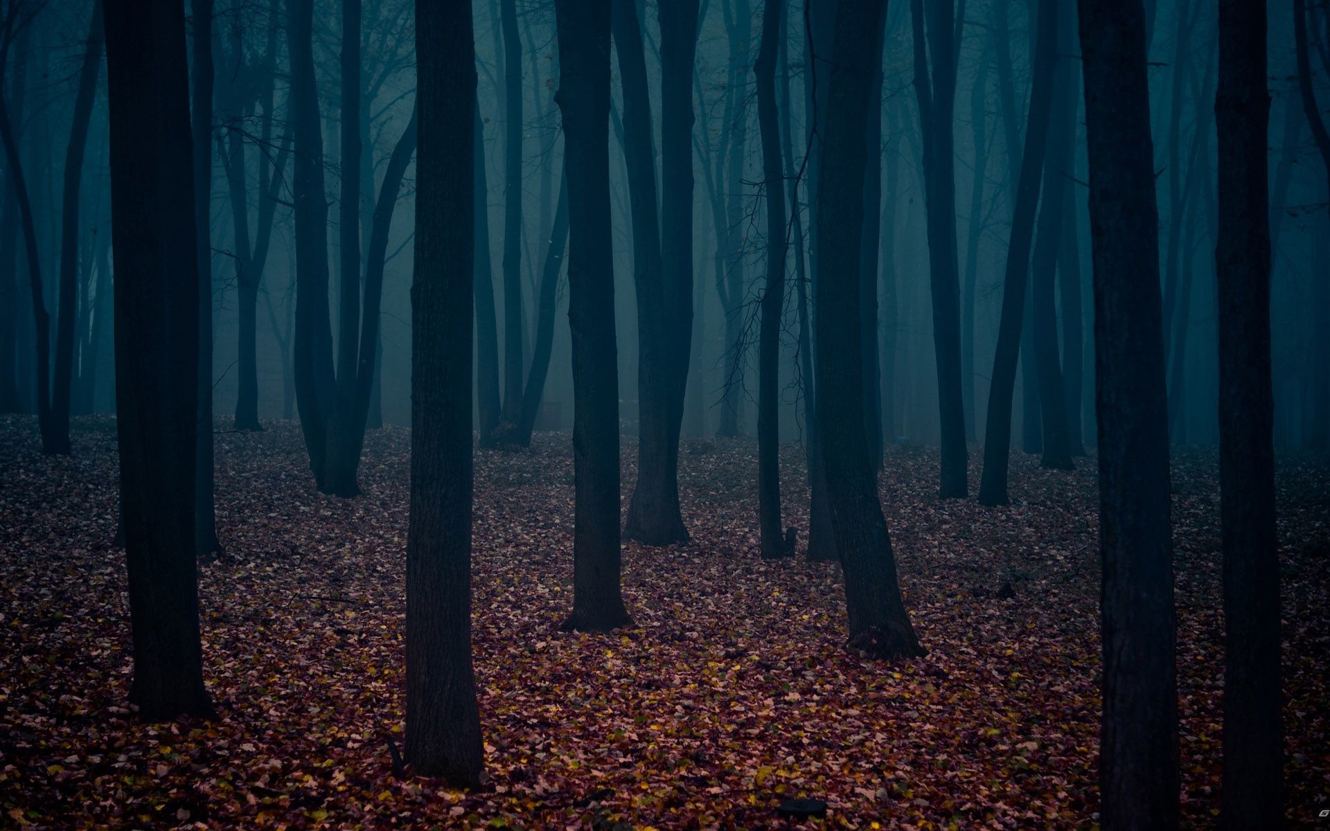 1920x1200 Dark-Woods-Desktop-Background