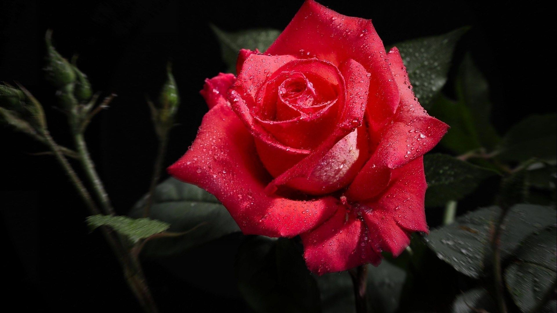 1920x1080 Perfect Red Rose 1080p HD Wallpaper 1080p HD Wallpapers