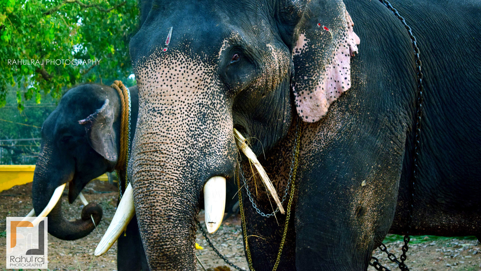1920x1080 hd pics photos stunning attractive asian elephants kerala rahul raj rj  photography 14 hd desktop background