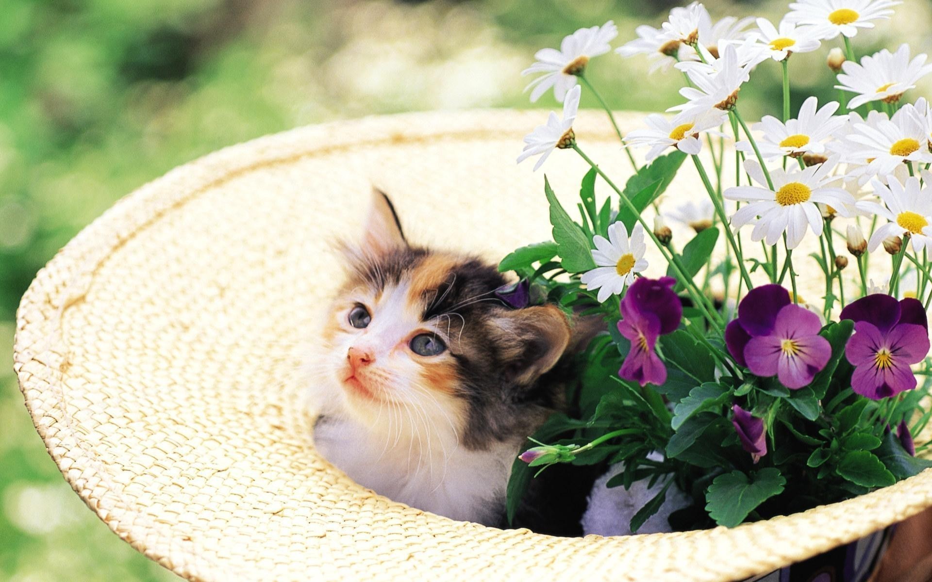 1920x1200 Kitten in a hat with flowers wallpaper