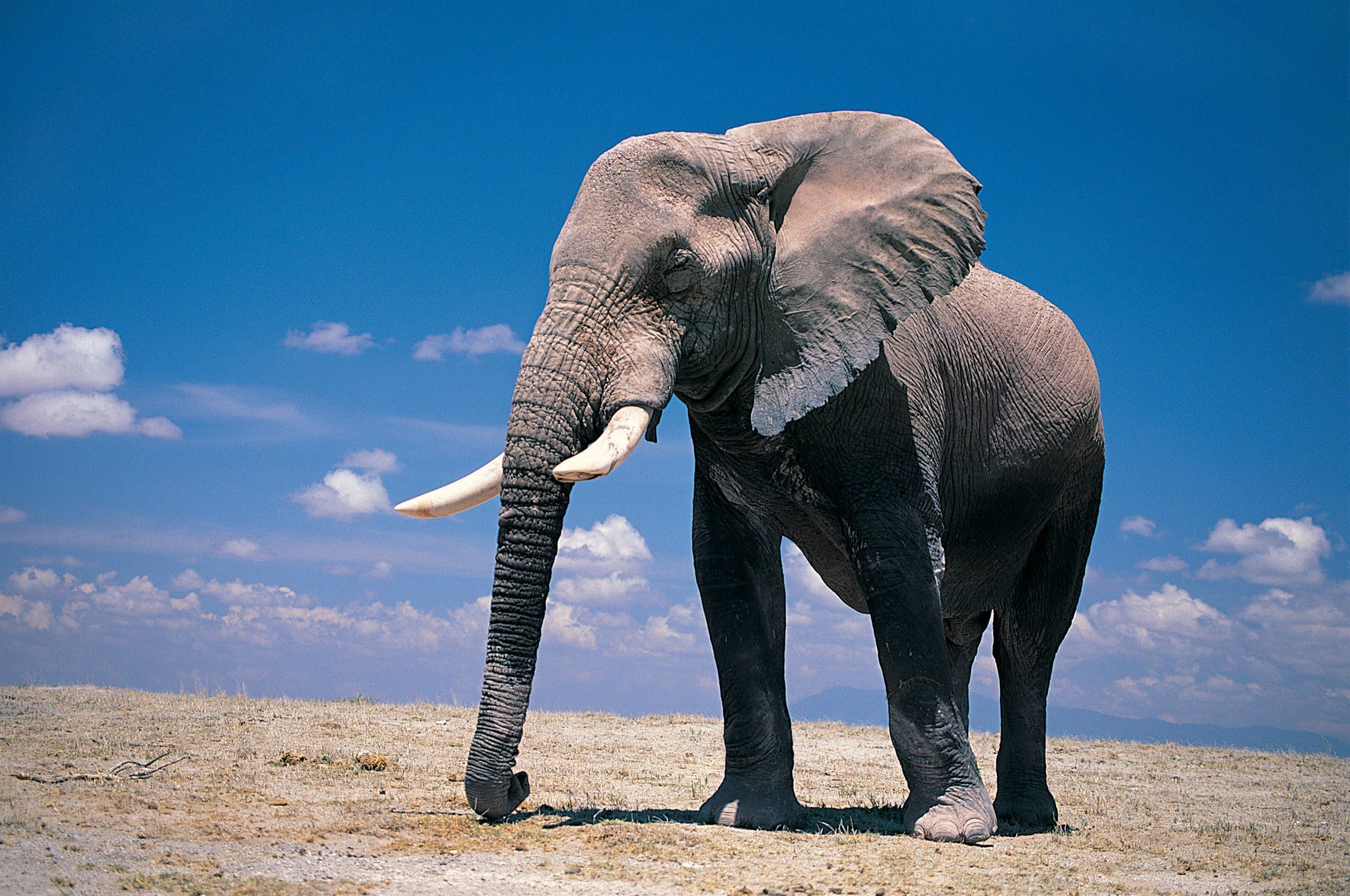 2825x1875 HD Elephants Wallpapers and Photos HD Animals Wallpapers
