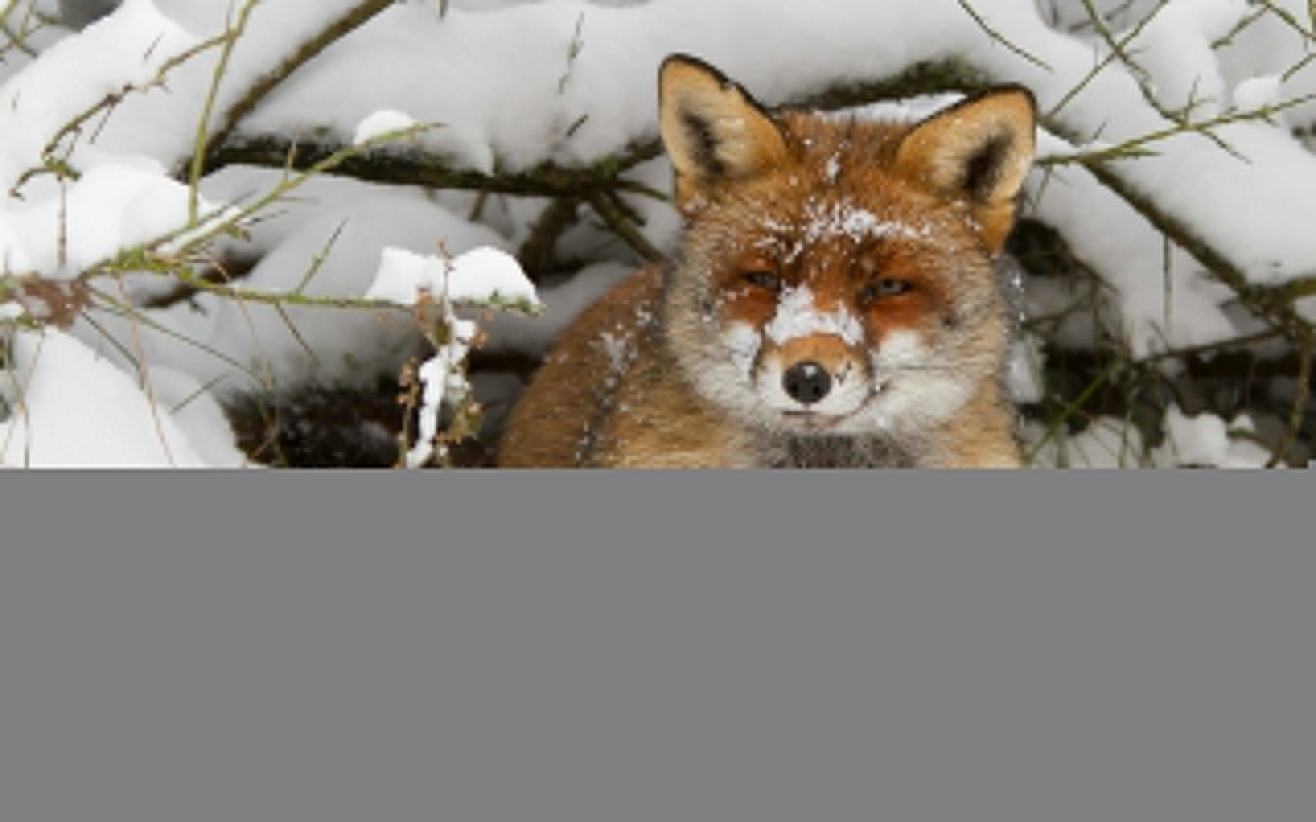 2560x1600 Winter Animal HD Desktop Backgrounds 3806 - HD Wallpapers Site