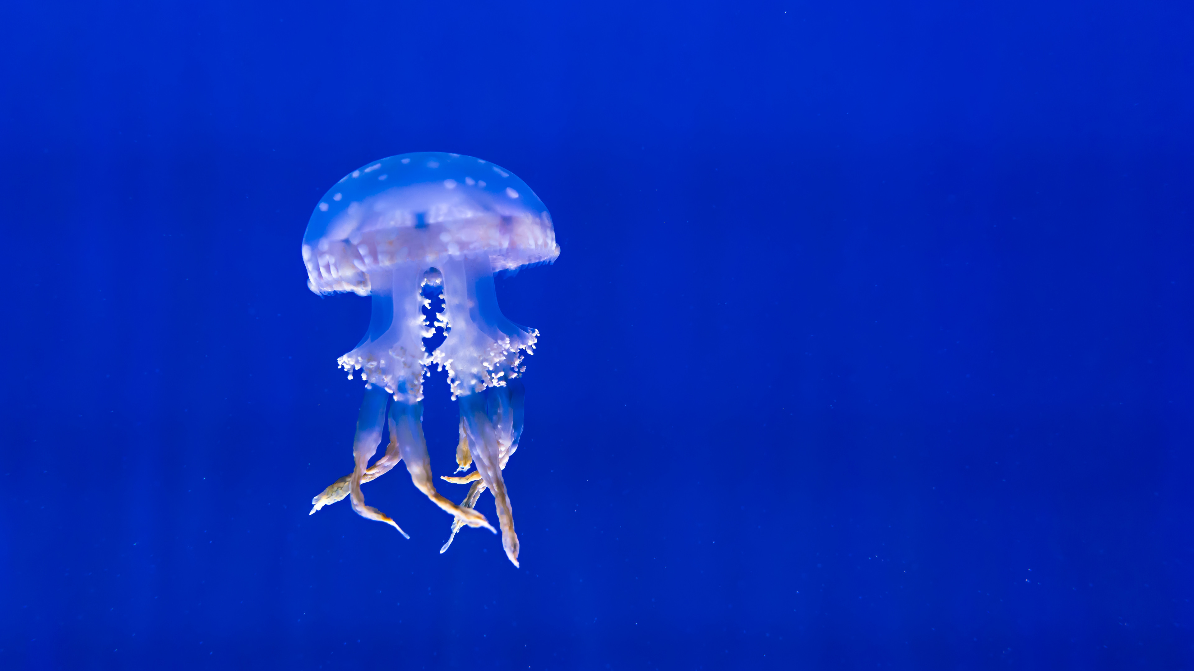 3840x2160 Preview wallpaper jellyfish, tentacles, swim, underwater world 