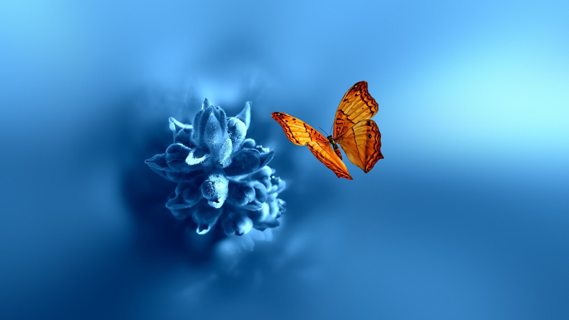 1920x1080 Fantastic butterfly desktop background wallpapers