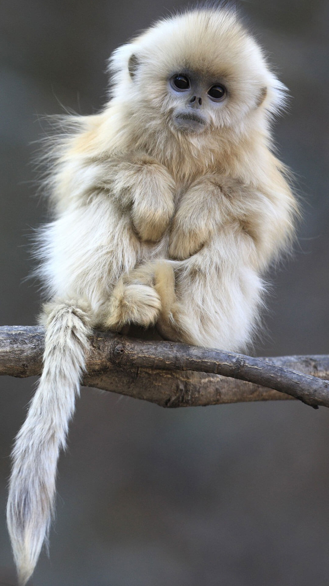 1080x1920 Cute Monkey Wallpaper For iPhone 6 HD | Animal Wallpaper for