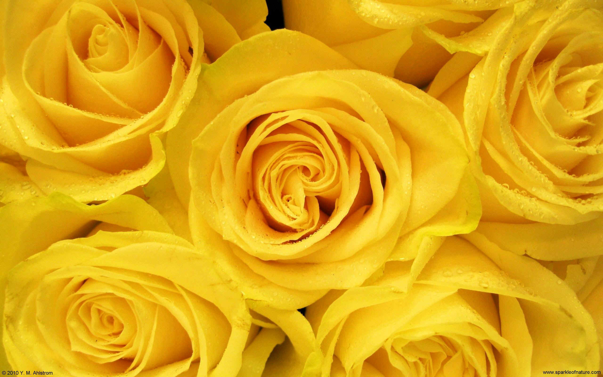 2560x1600 Yellow Roses Wallpaper