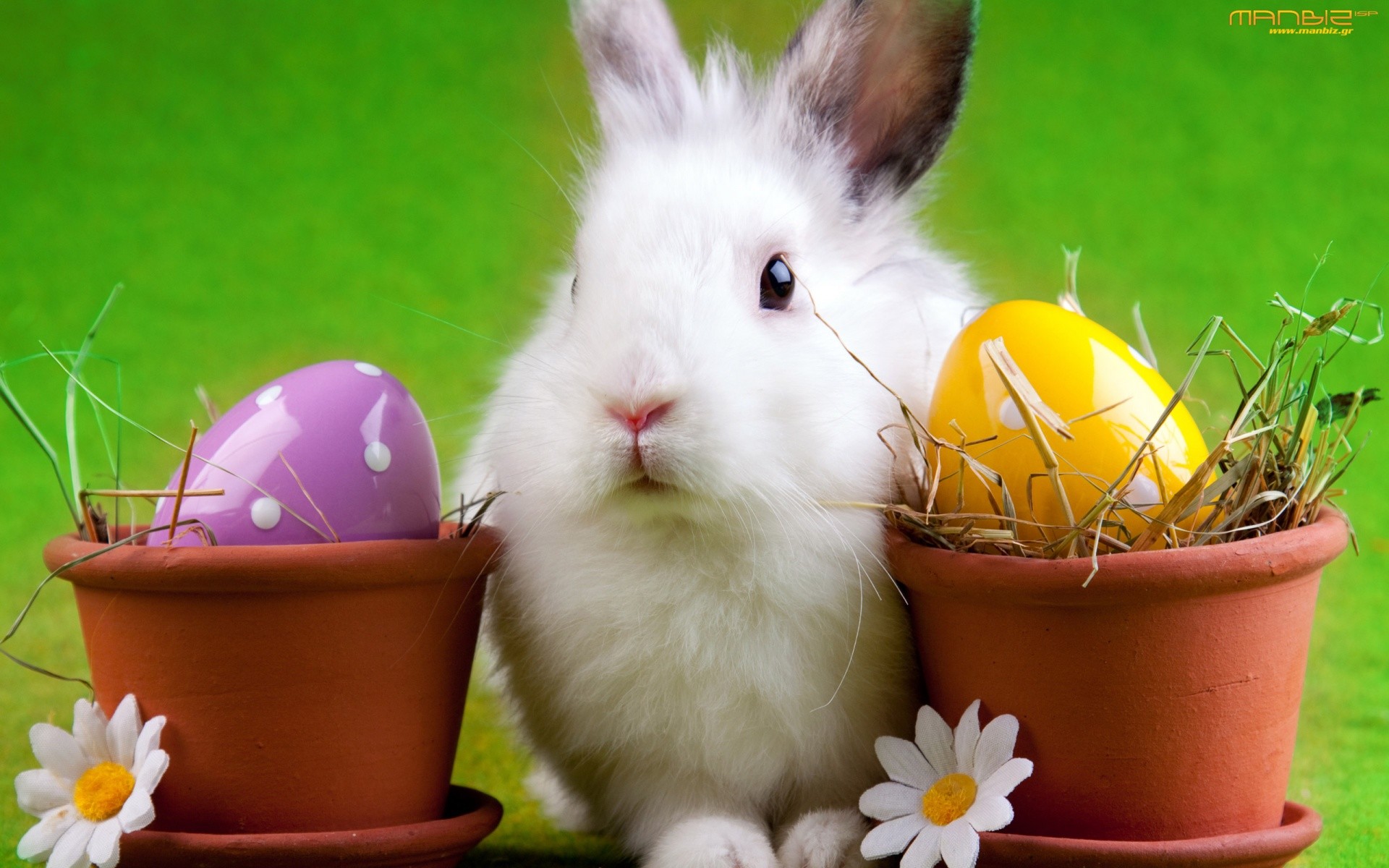 1920x1200 Easter Bunnies | Easter, bunny, wallpapers, wallpaper - 817280