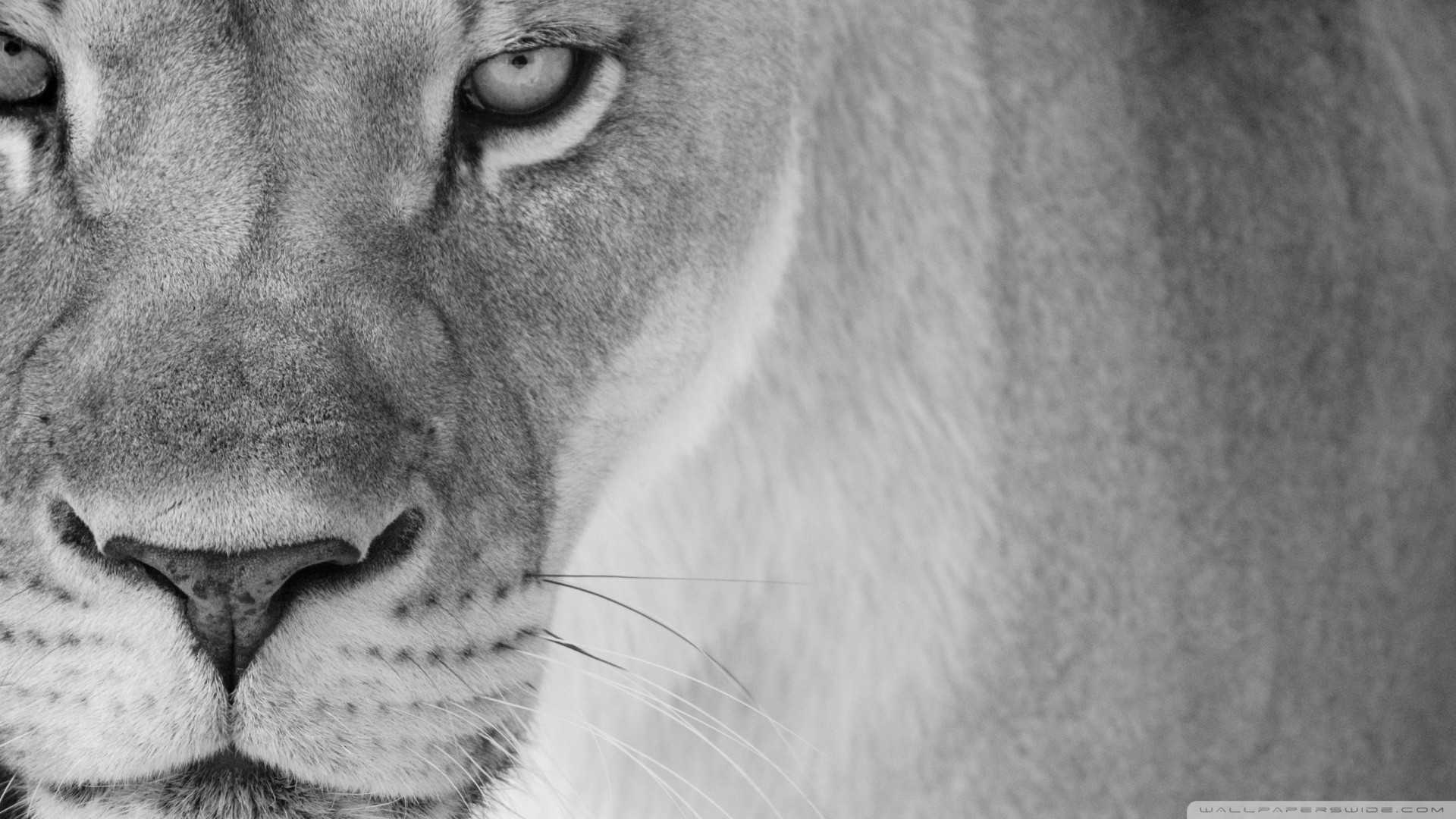 1920x1080 Lion Black and White Best Quality Wallpapers