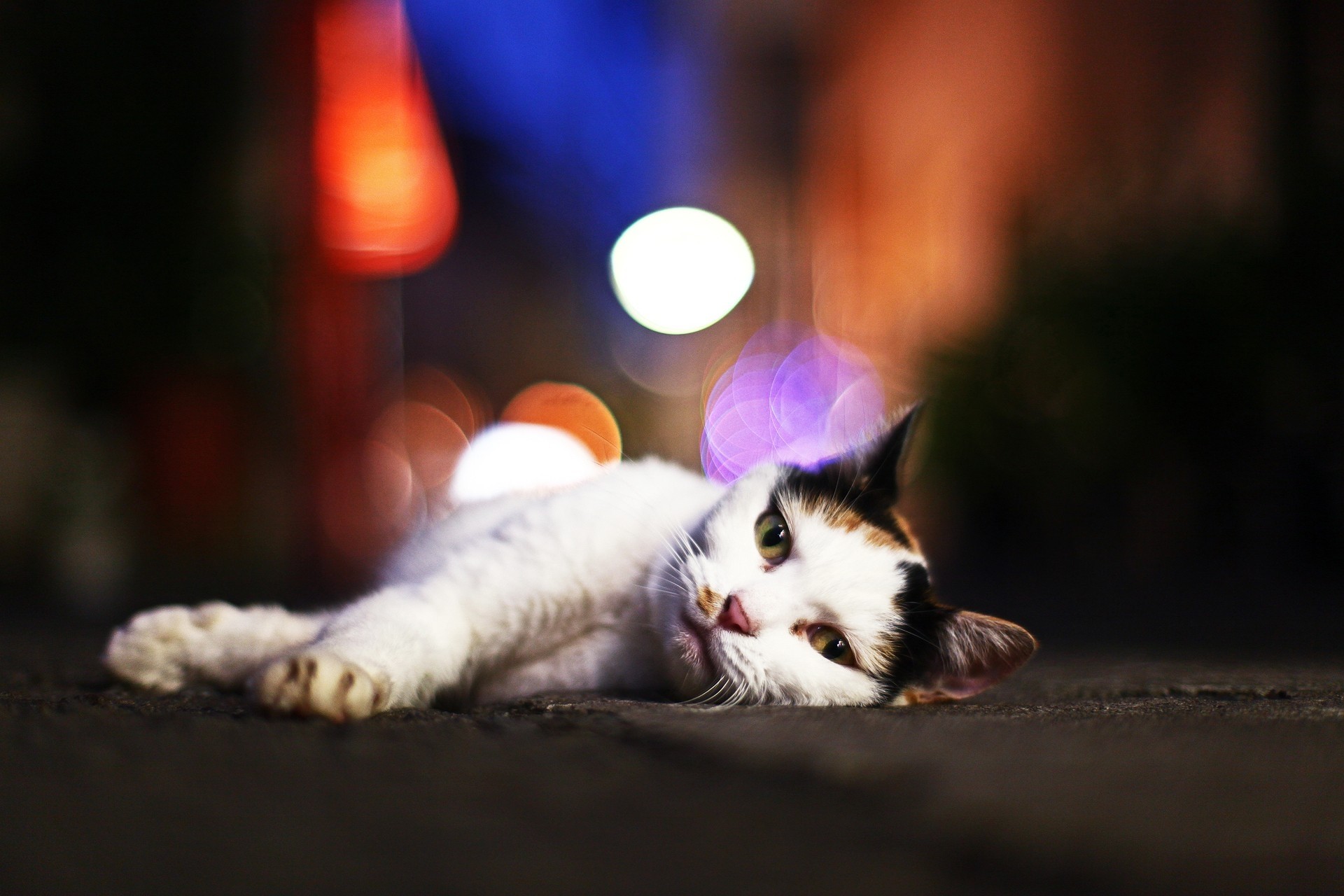 1920x1280  Wallpaper cat, lying, glare, sleepy