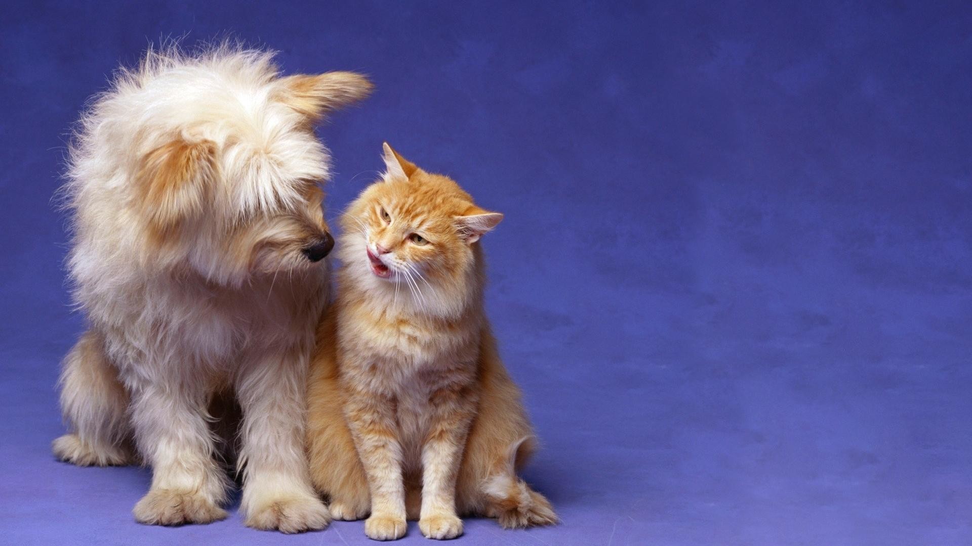 1920x1080 Cat And Dog Wallpapers Wallpaper Cave