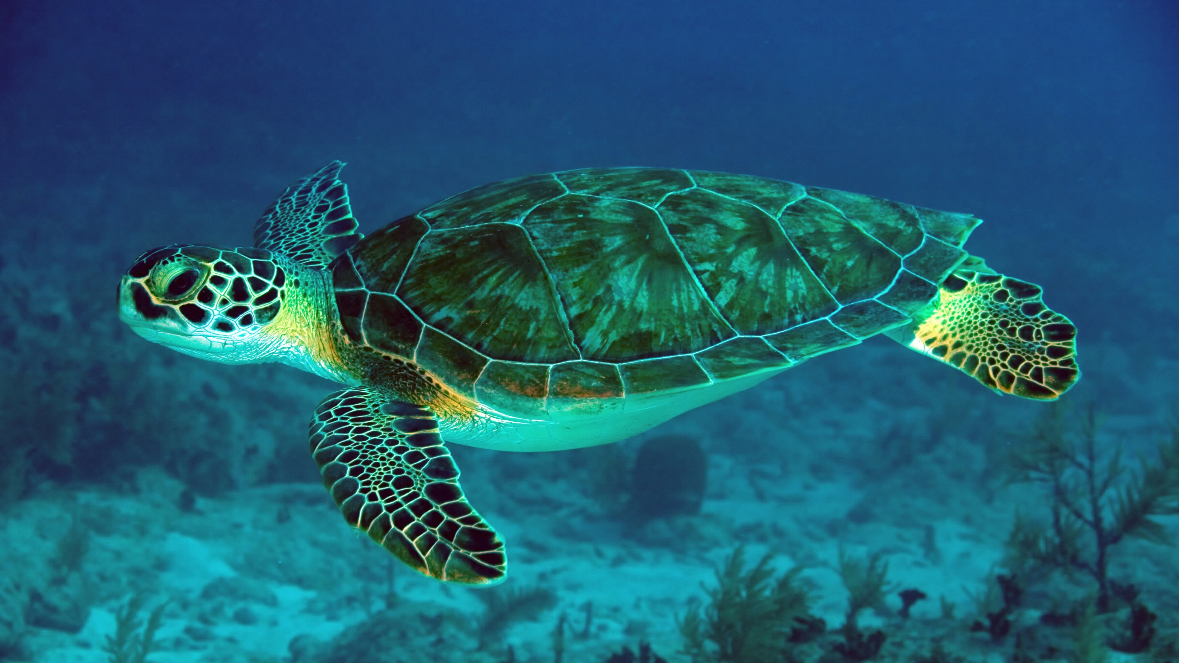 3840x2160 Sea Turtle 4k Ultra HD Wallpaper | Background Image |  | ID:465304  - Wallpaper Abyss